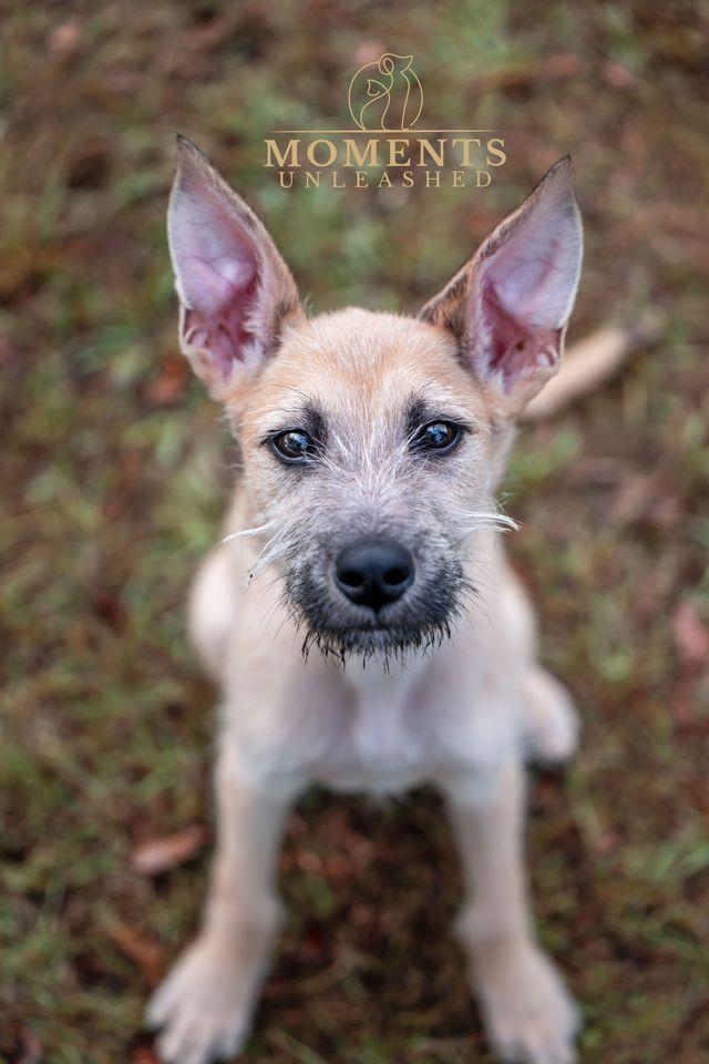 Enlarge Bradford , a ADOPTABLE mixed breed in Myakka City, FL image 1/5