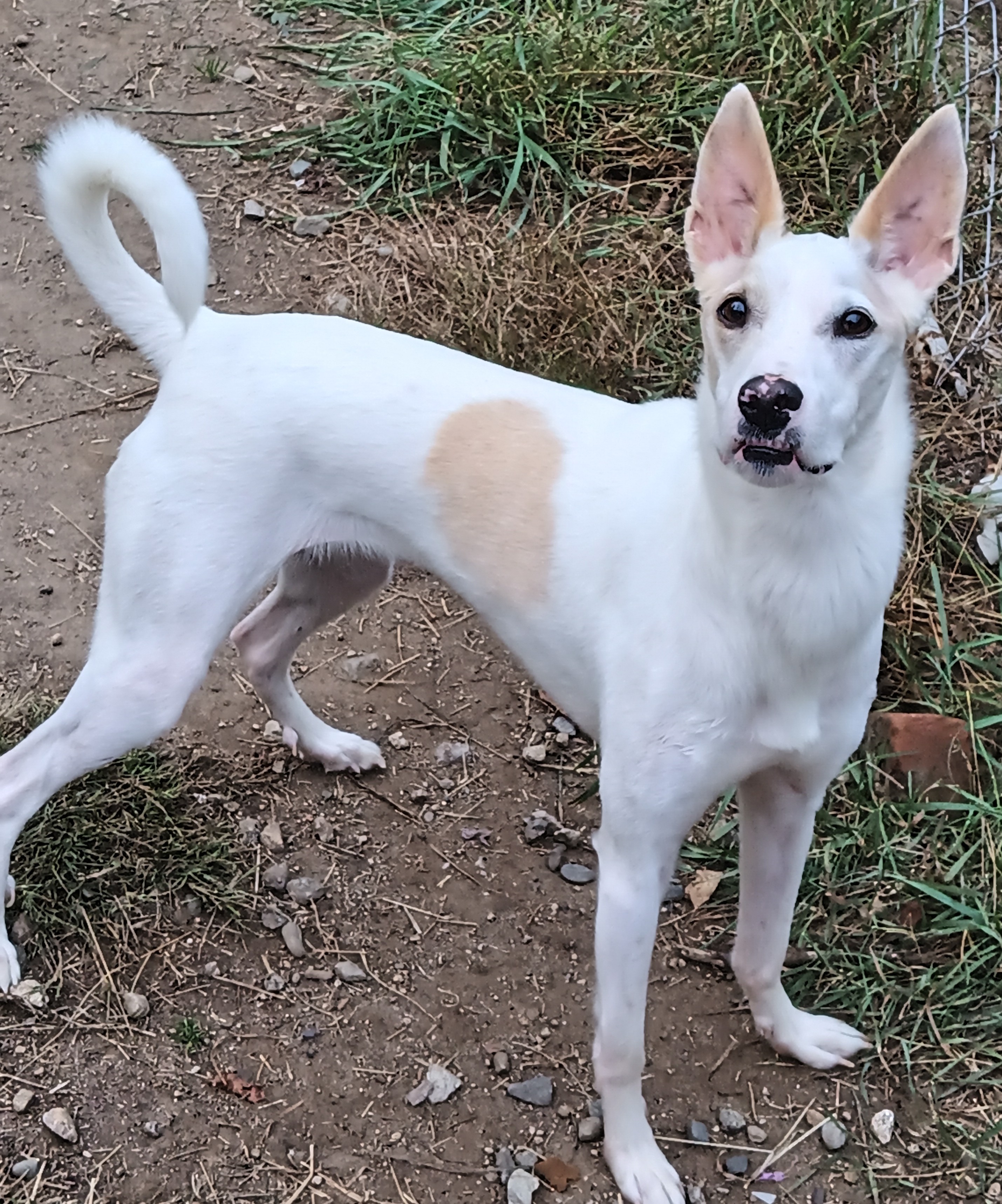 Bella, Adoptable, Young Female Mixed Breed.