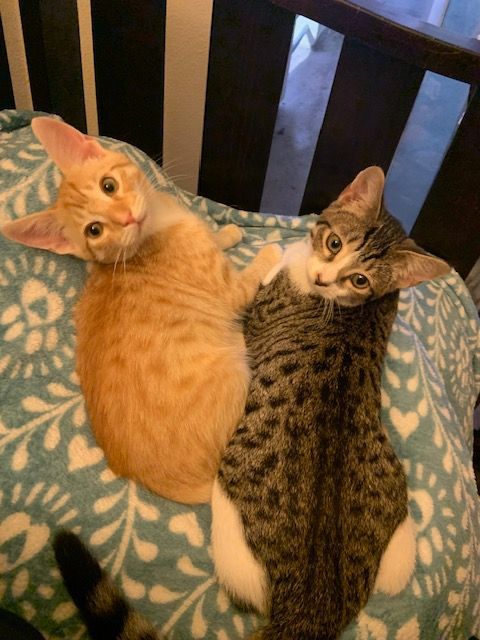 Waffles (bonded to Smokey)