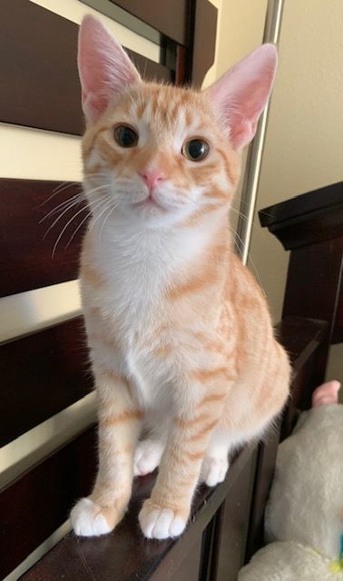 Waffles (bonded to Smokey), Young Male Domestic Short Hair