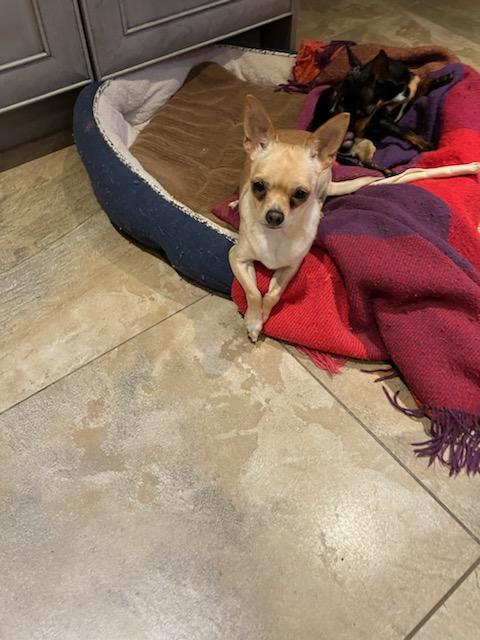 Emma (LOVE BUG), Adopted, Adult Female Chihuahua.