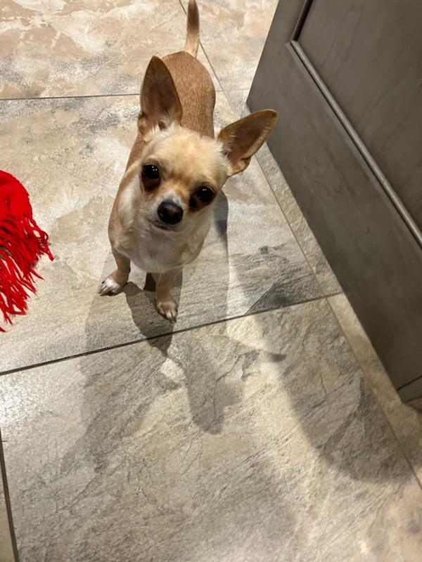 Enlarge Emma (LOVE BUG), a Adopted Chihuahua in Toronto, ON image 2/3