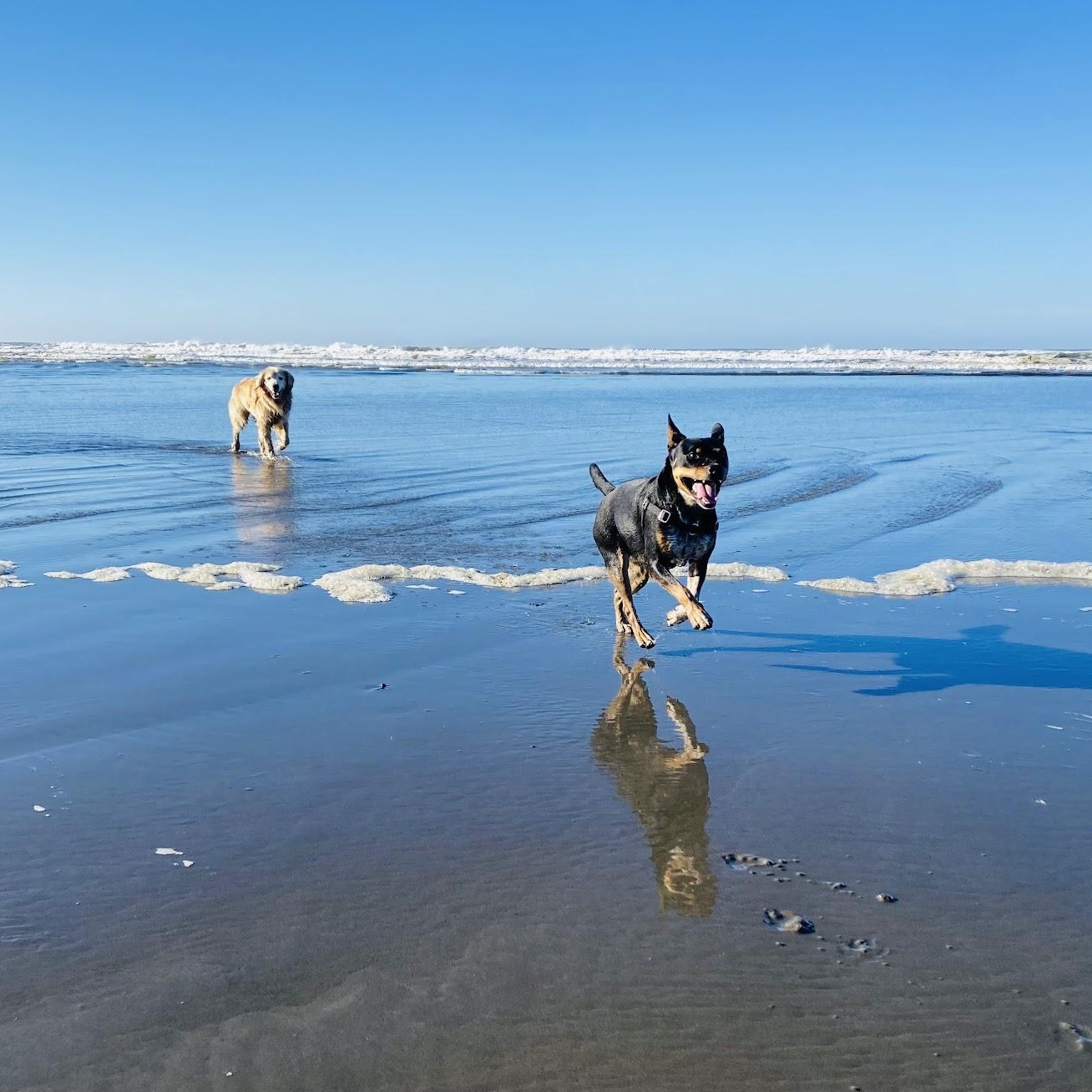 Camper (Courtesy Post), a Adoptable mixed breed in Friday Harbor, WA image 6/6