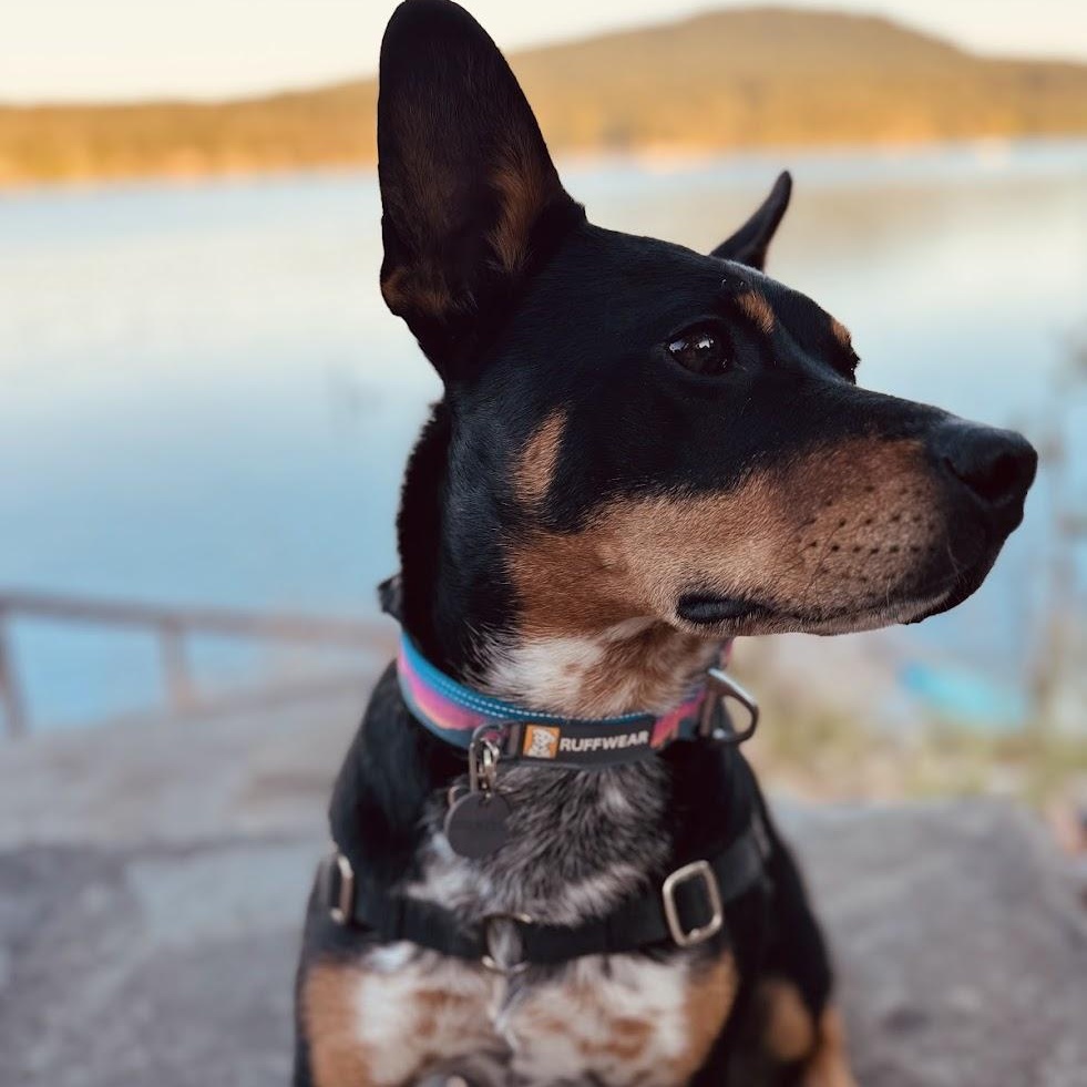 Camper (Courtesy Post), Adoptable, Adult Male Australian Cattle Dog / Blue Heeler.