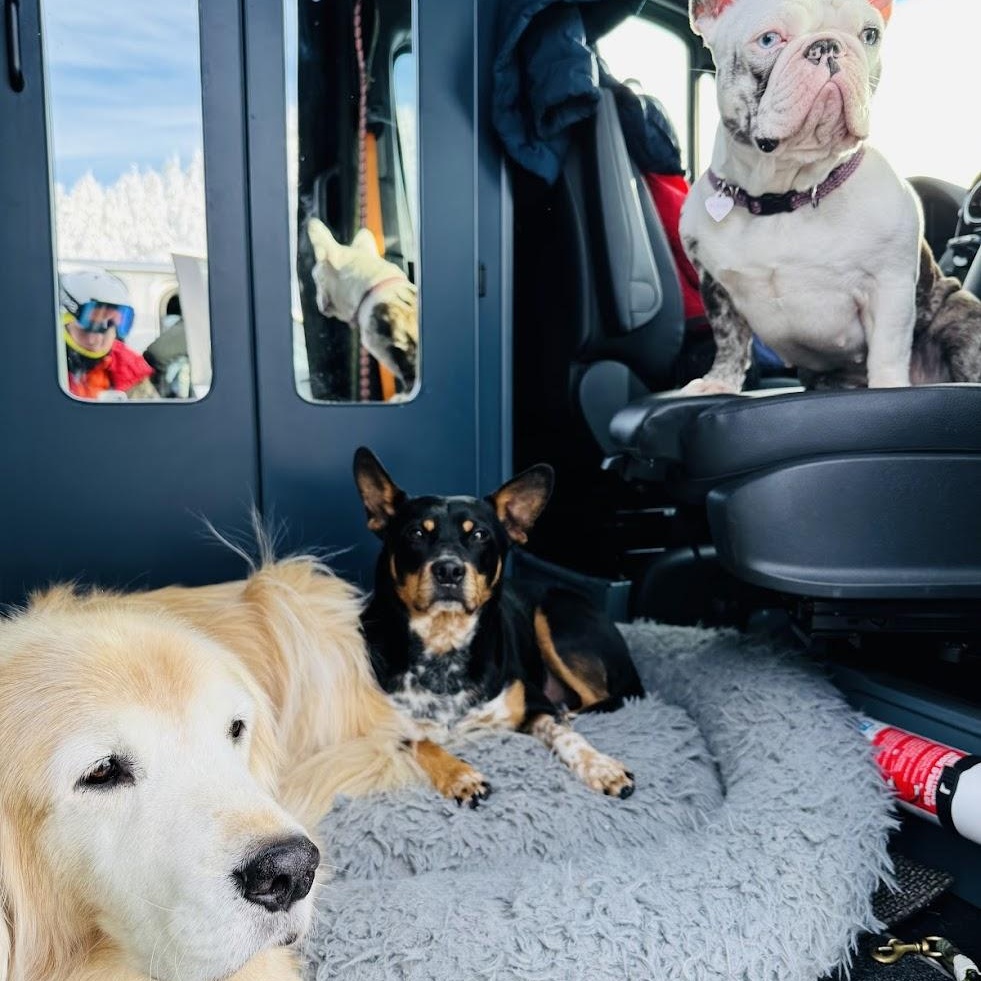Camper (Courtesy Post), a Adoptable mixed breed in Friday Harbor, WA image 2/6