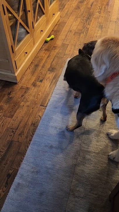Enlarge Camper (Courtesy Post), a Adoptable mixed breed in Friday Harbor, WA video 4/6