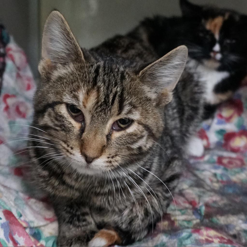 Tiggy, Adoptable, Adult Female Domestic Short Hair.