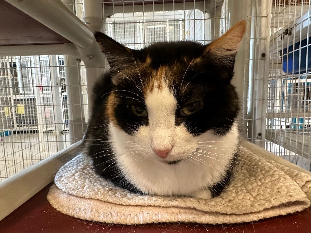 Enlarge Ruth, a Adoptable Domestic Short Hair in Clifton, NJ image 2/2