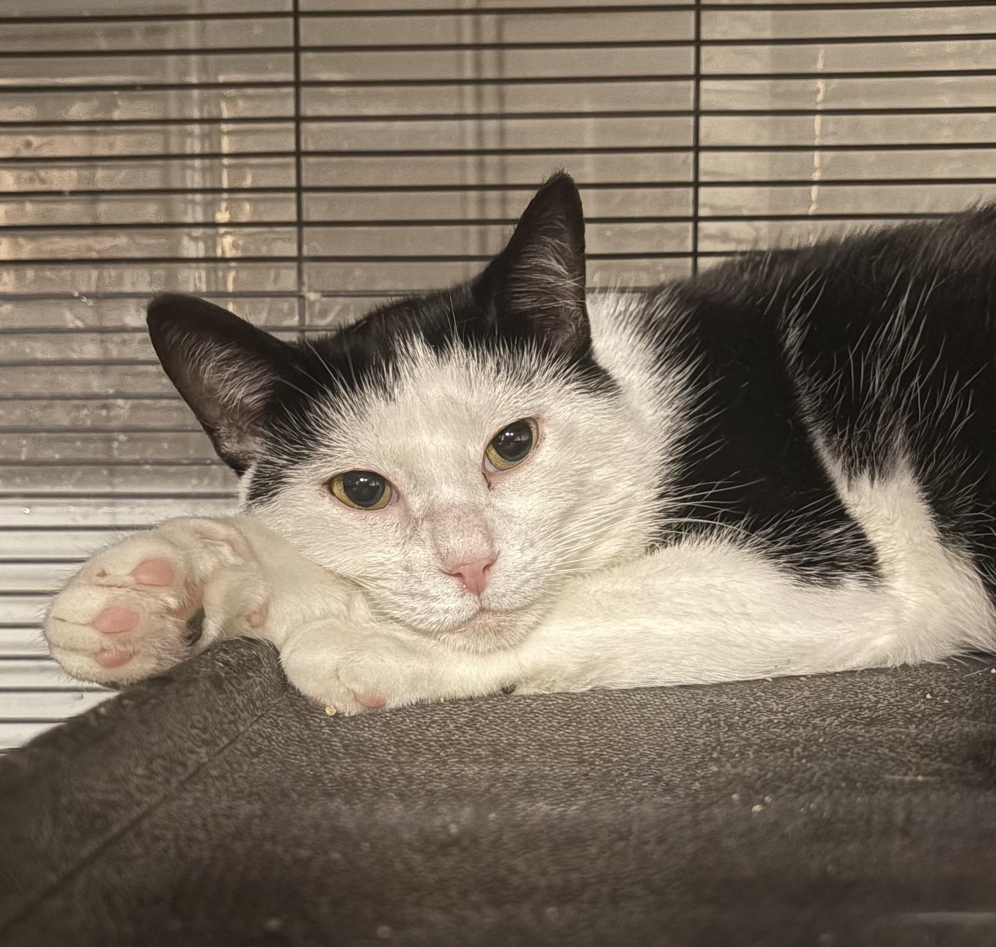 Enlarge JONATHAN (bonded with LEROY), a Adoptable Domestic Short Hair in Tillsonburg, ON image 1/1