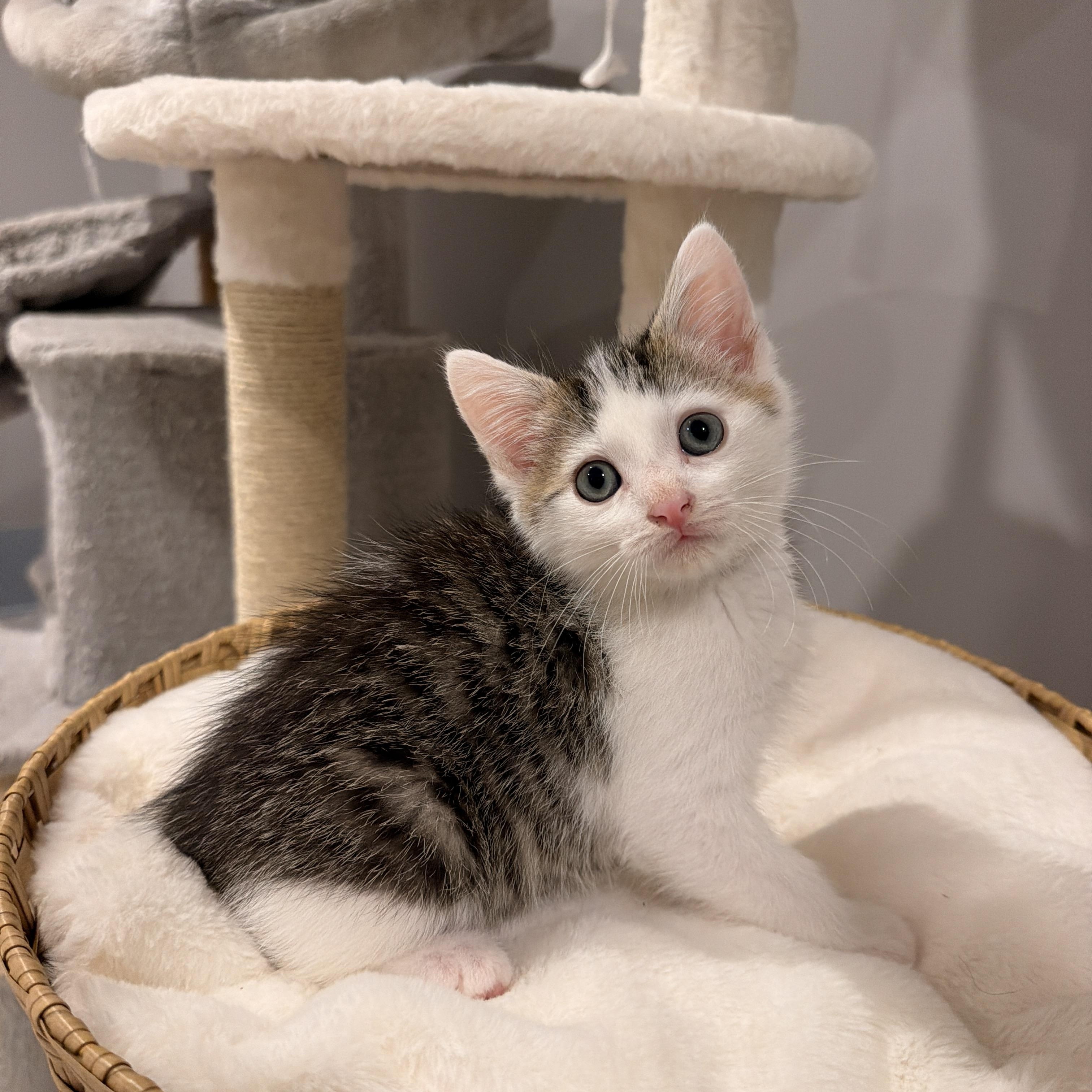 Enlarge Cove, a ADOPTABLE Domestic Short Hair in Thornwood, NY image 4/5