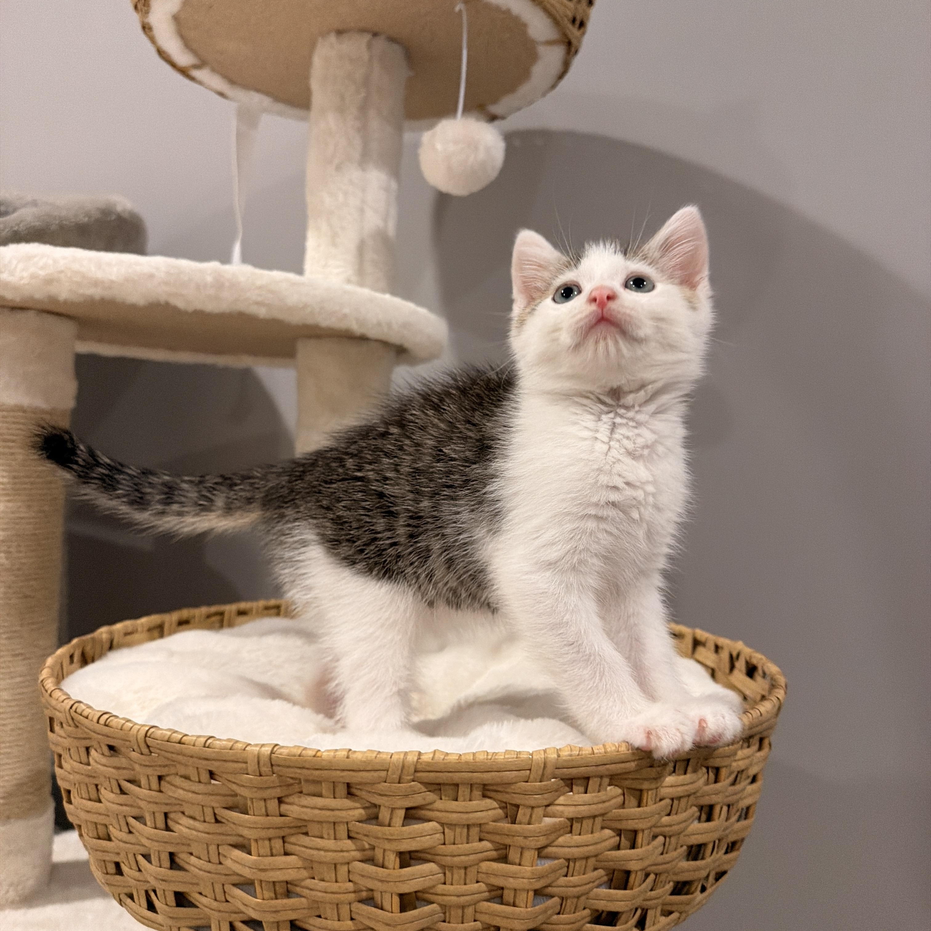 Cove, ADOPTABLE, Kitten Male Domestic Short Hair.