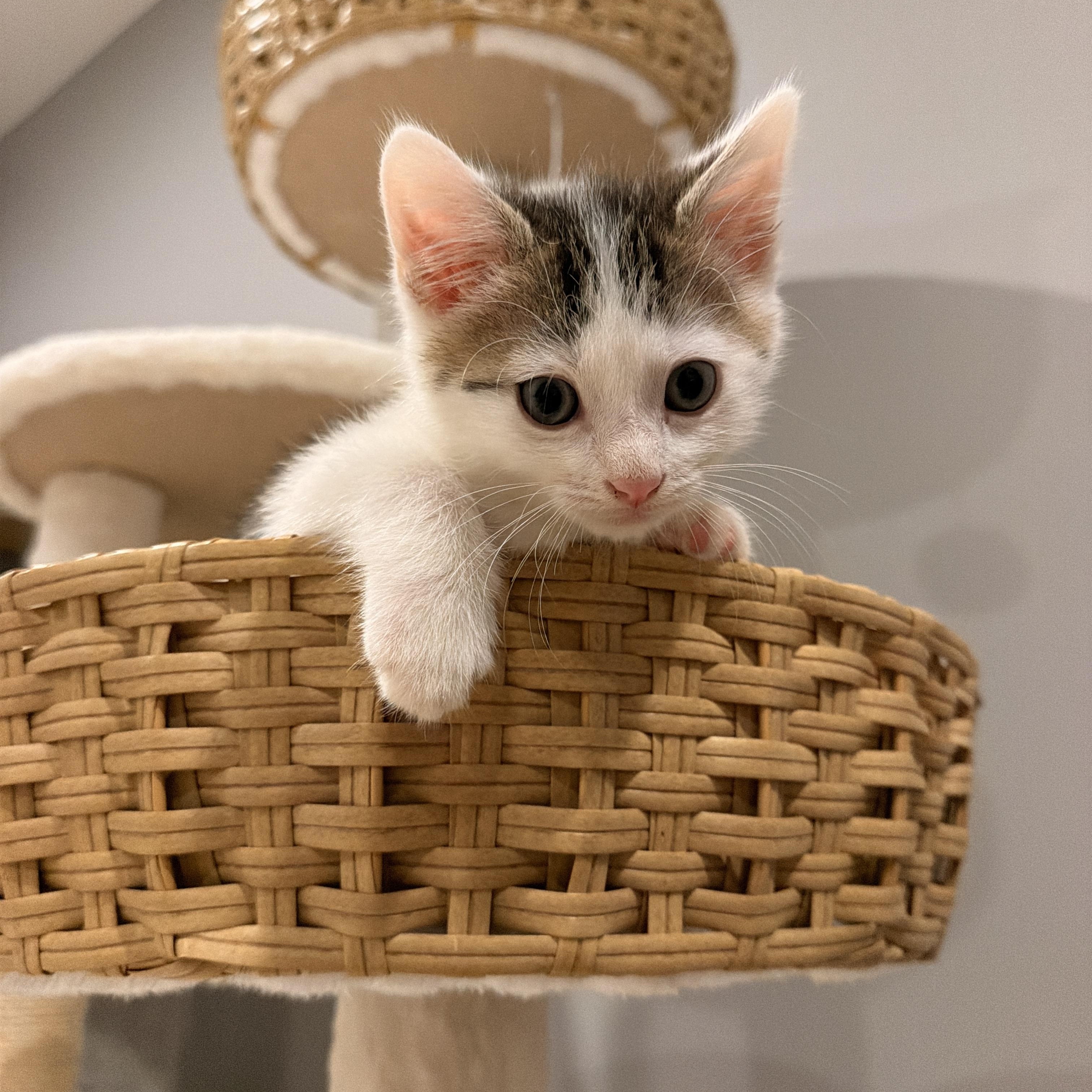 Enlarge Cove, a ADOPTABLE Domestic Short Hair in Thornwood, NY image 5/5