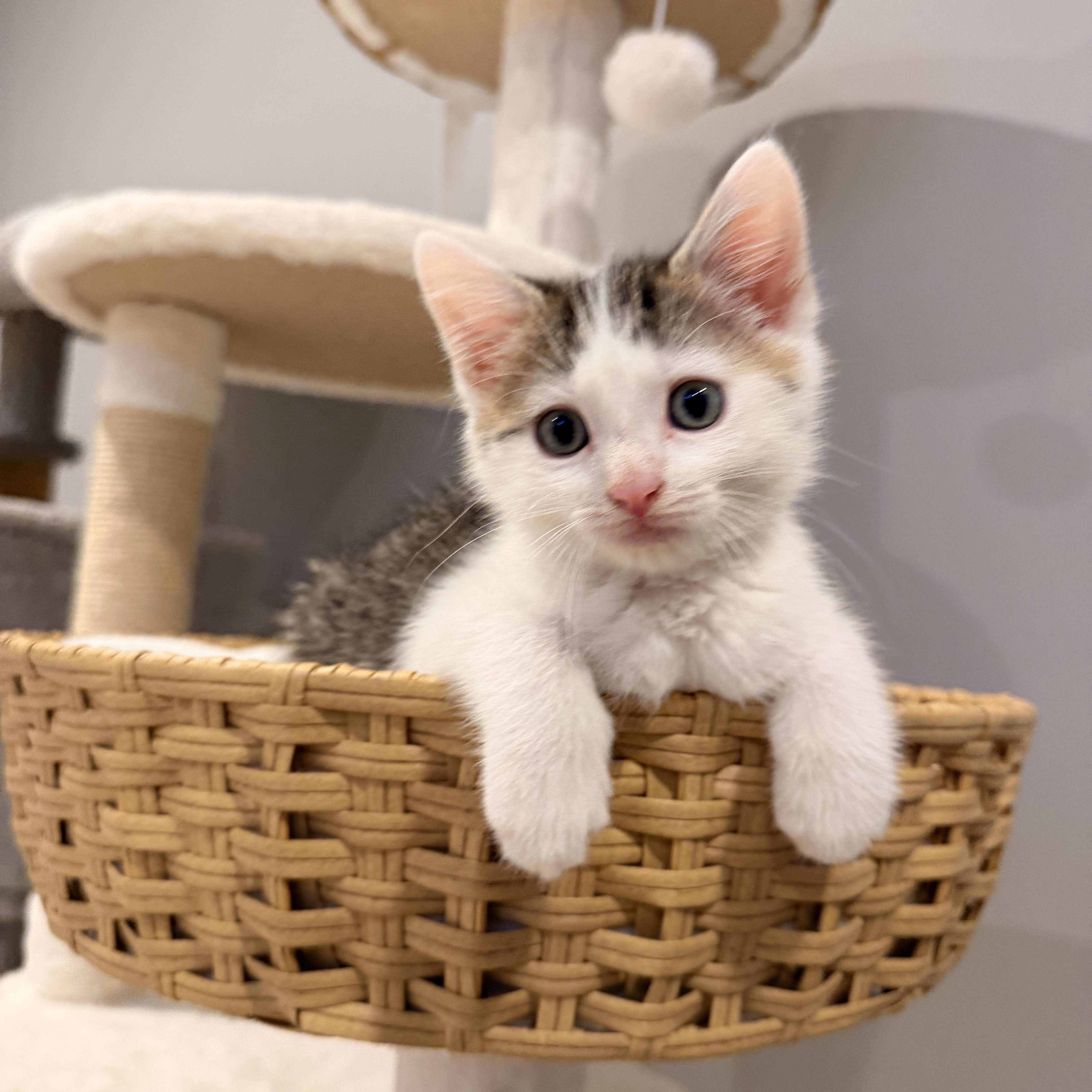 Enlarge Cove, a ADOPTABLE Domestic Short Hair in Thornwood, NY image 3/5