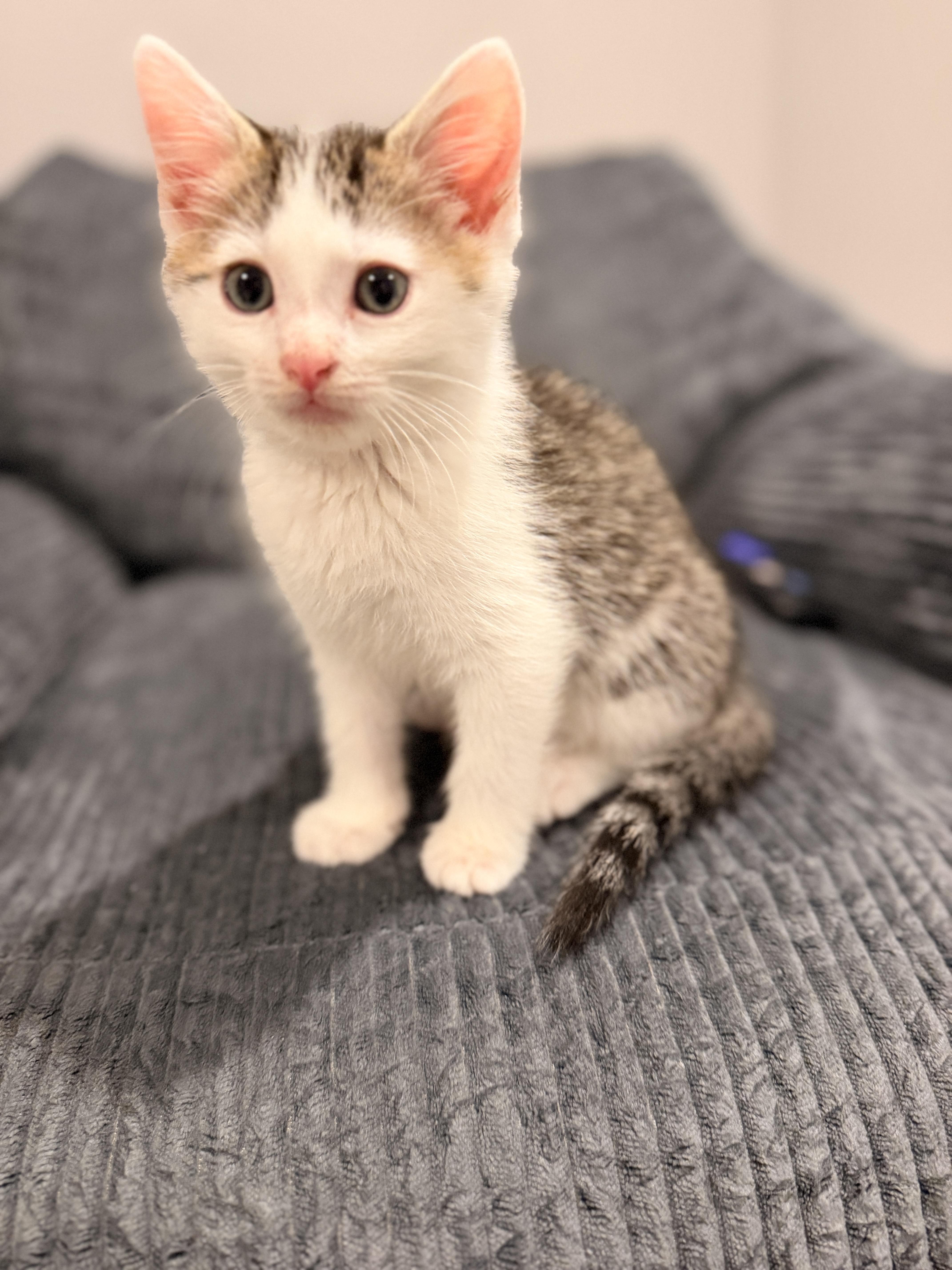 Enlarge Cove, a ADOPTABLE Domestic Short Hair in Thornwood, NY image 2/5