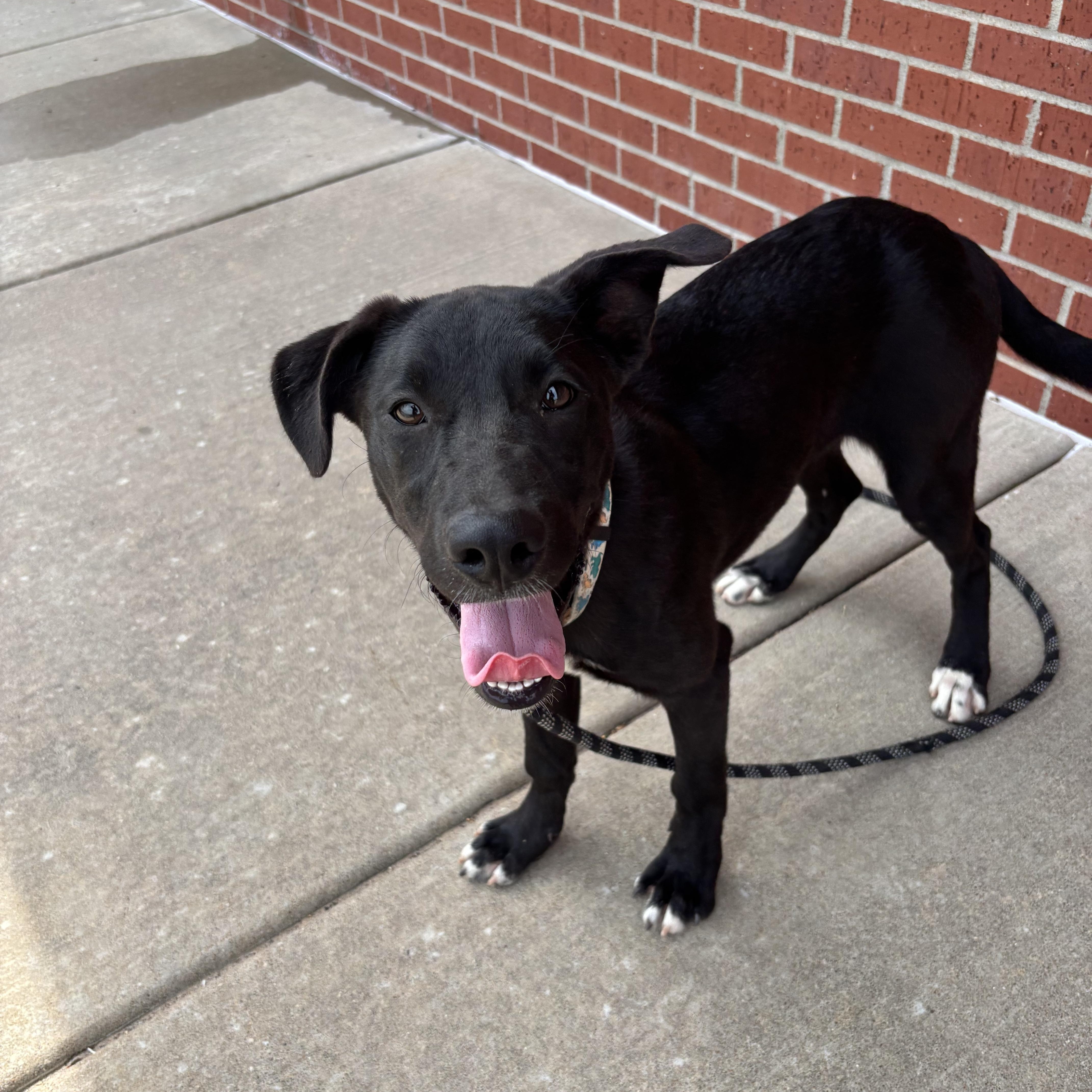 Enlarge Ducky, a Adoptable mixed breed in Glenpool, OK image 3/5