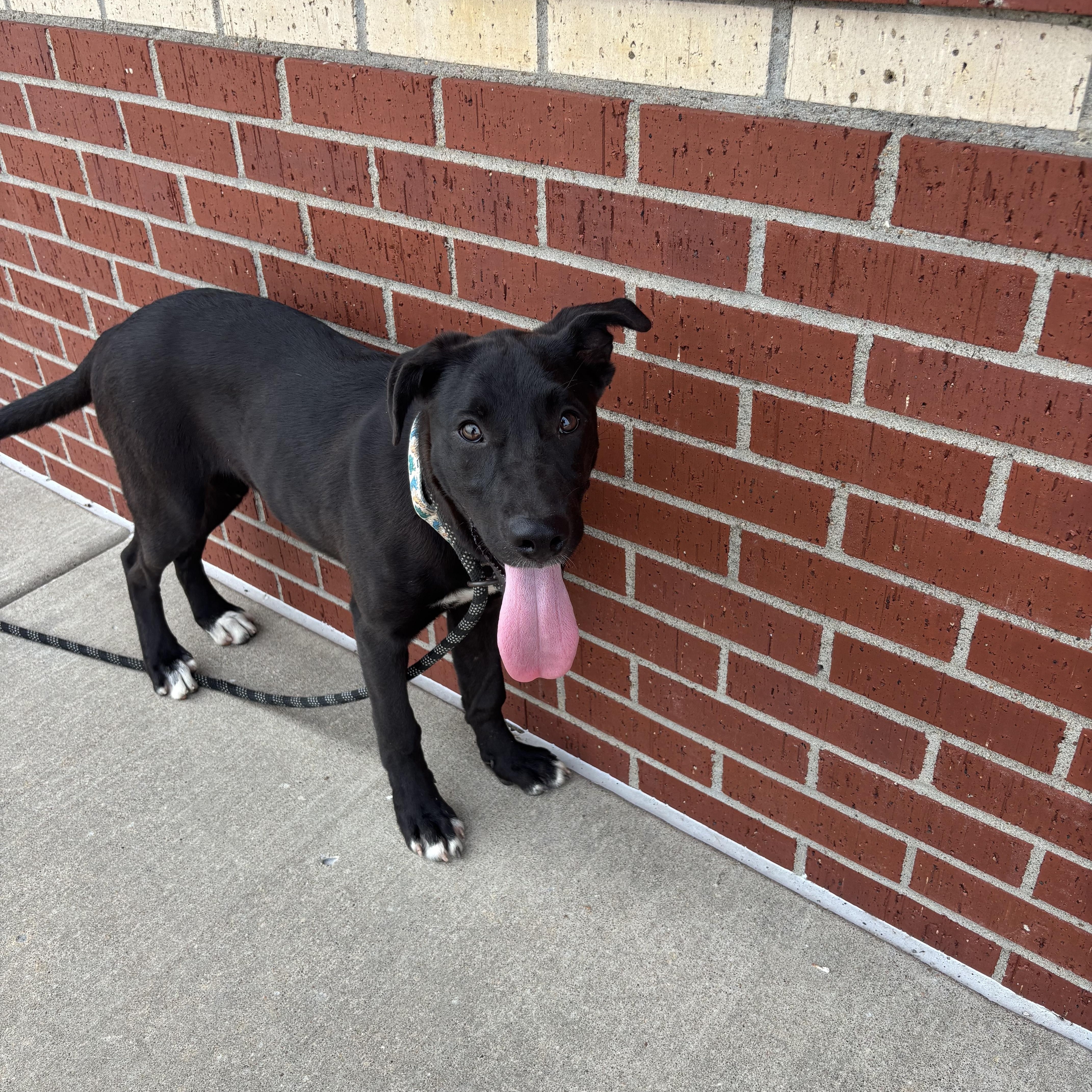 Enlarge Ducky, a Adoptable mixed breed in Glenpool, OK image 1/5