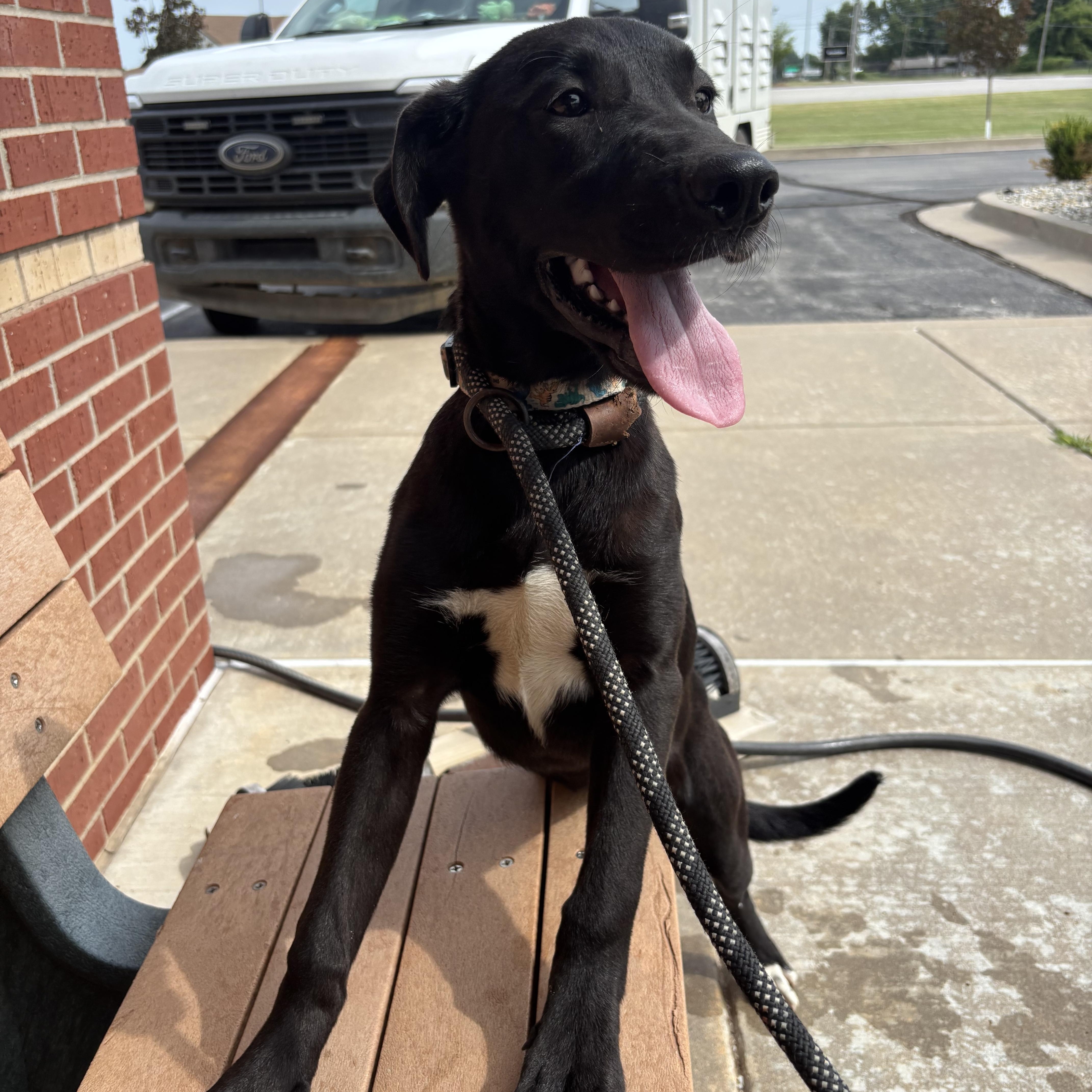 Enlarge Ducky, a Adoptable mixed breed in Glenpool, OK image 5/5