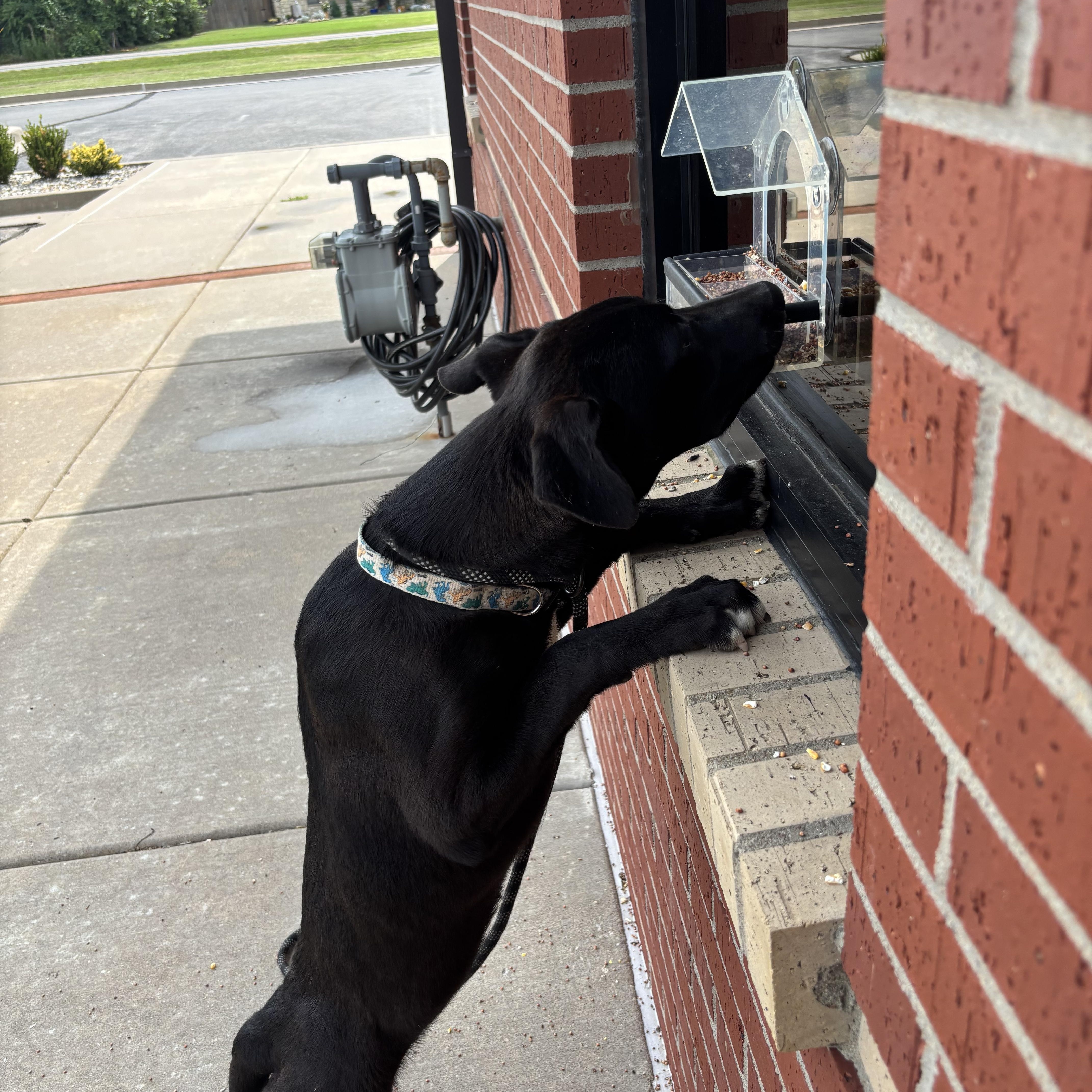 Enlarge Ducky, a Adoptable mixed breed in Glenpool, OK image 2/5