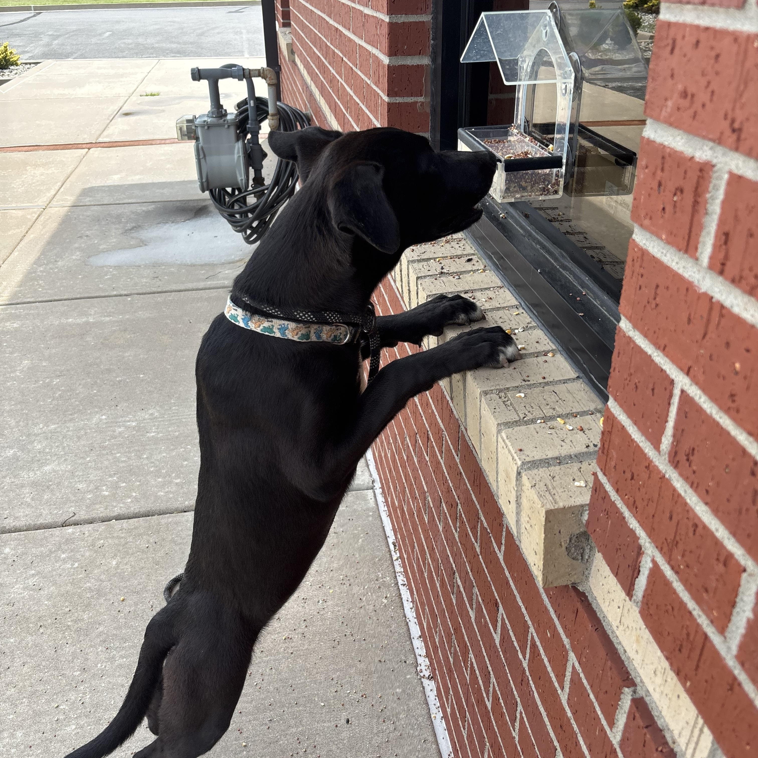 Enlarge Ducky, a Adoptable mixed breed in Glenpool, OK image 4/5