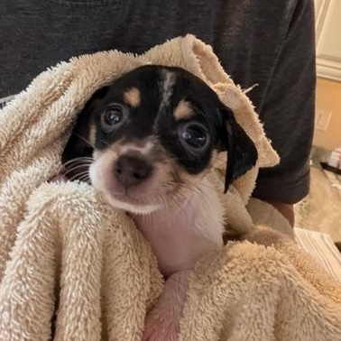 Carrie, adoptable, Young Female Chihuahua.