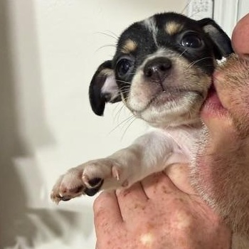 Enlarge Carrie, an adoptable mixed breed in LEHIGH ACRES, FL image 5/6