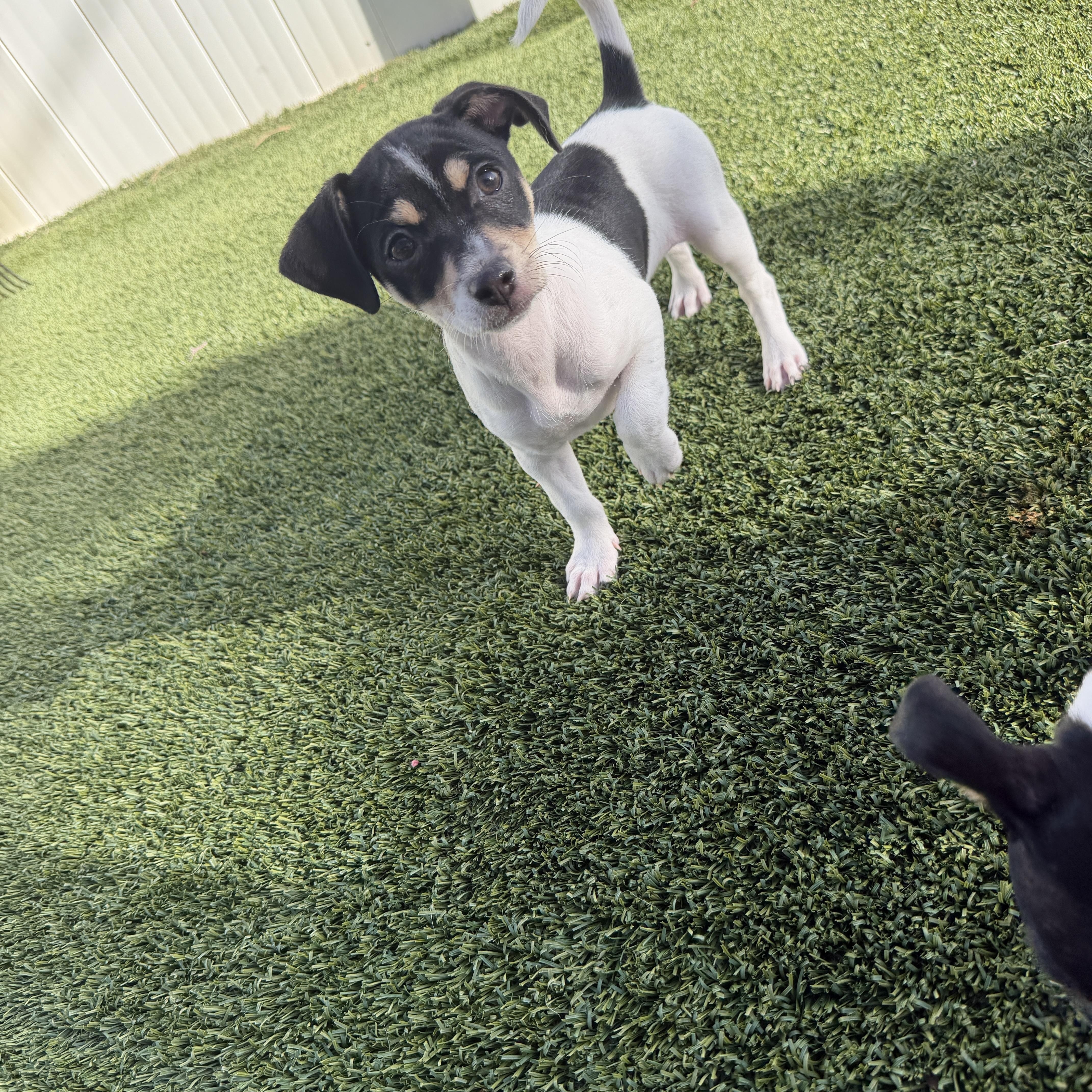 Enlarge Carrie, an adoptable mixed breed in LEHIGH ACRES, FL image 6/6