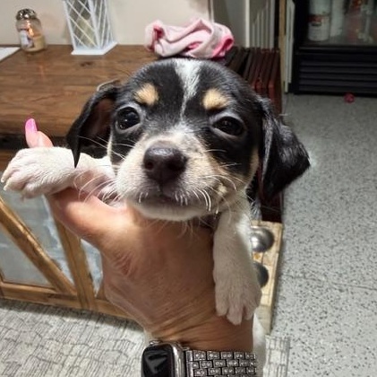 Enlarge Carrie, an adoptable mixed breed in LEHIGH ACRES, FL image 3/6