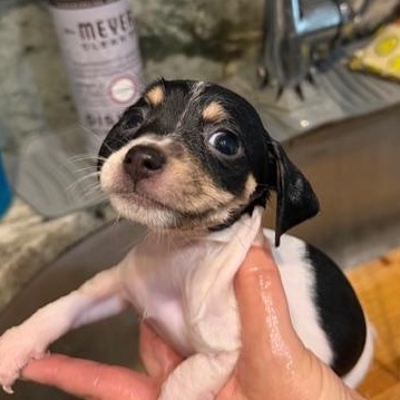 Enlarge Carrie, an adoptable mixed breed in LEHIGH ACRES, FL image 4/6