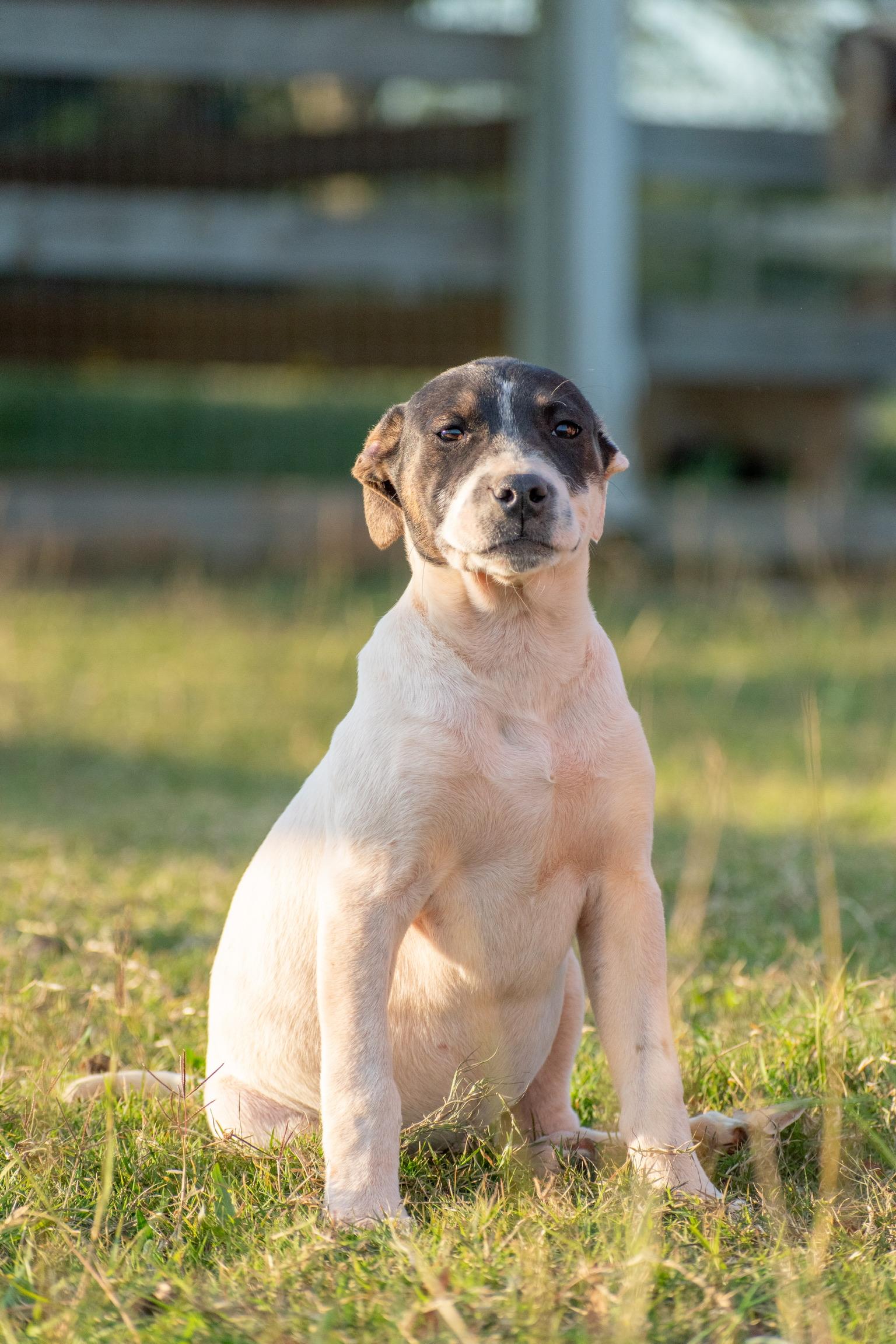 Tilly, Young Female unknown
