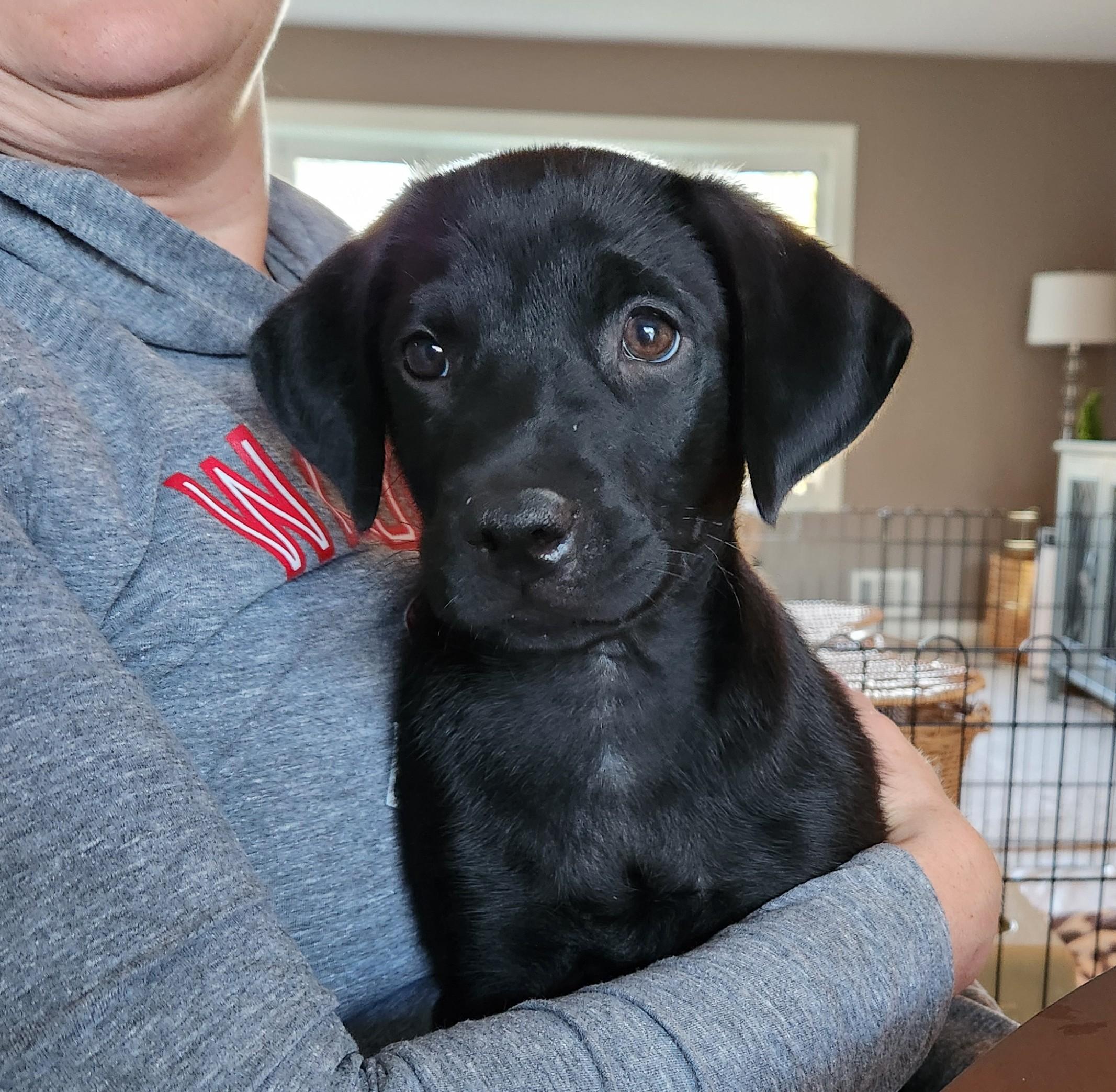 Enlarge Ranger, a ADOPTABLE mixed breed in Minneapolis, MN image 1/5