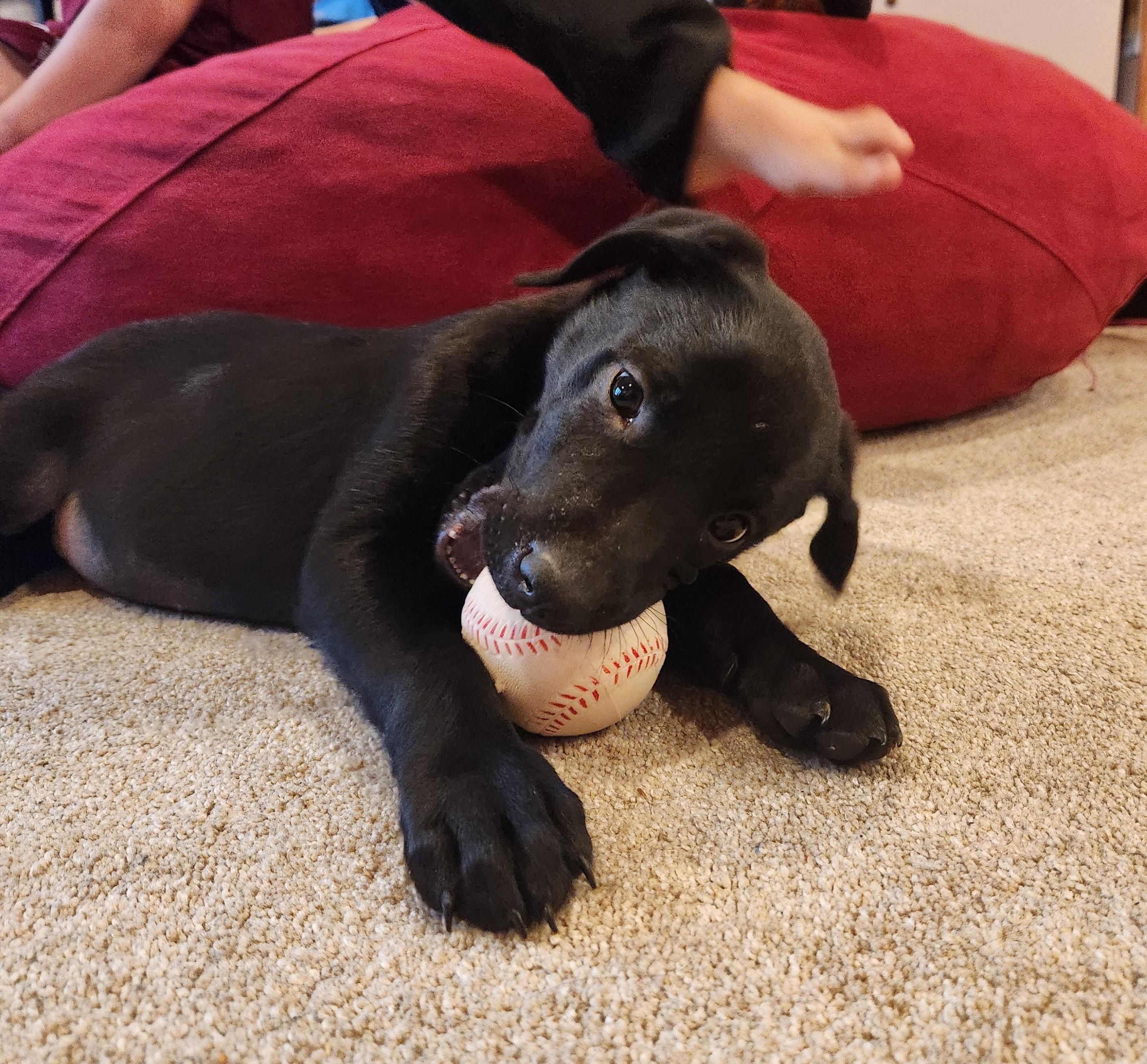 Enlarge Ranger, a ADOPTABLE mixed breed in Minneapolis, MN image 4/5