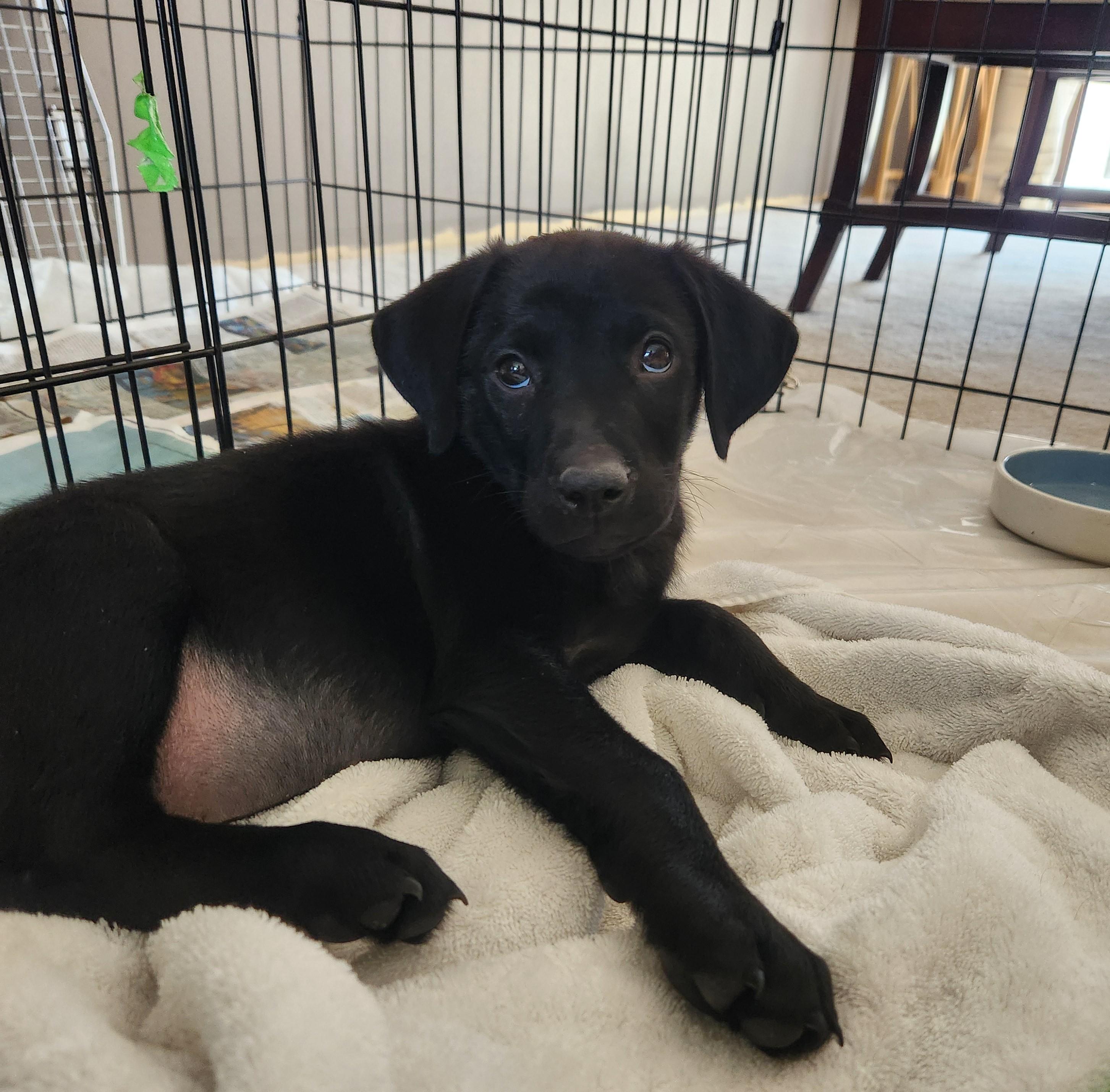 Enlarge Ranger, a ADOPTABLE mixed breed in Minneapolis, MN image 5/5
