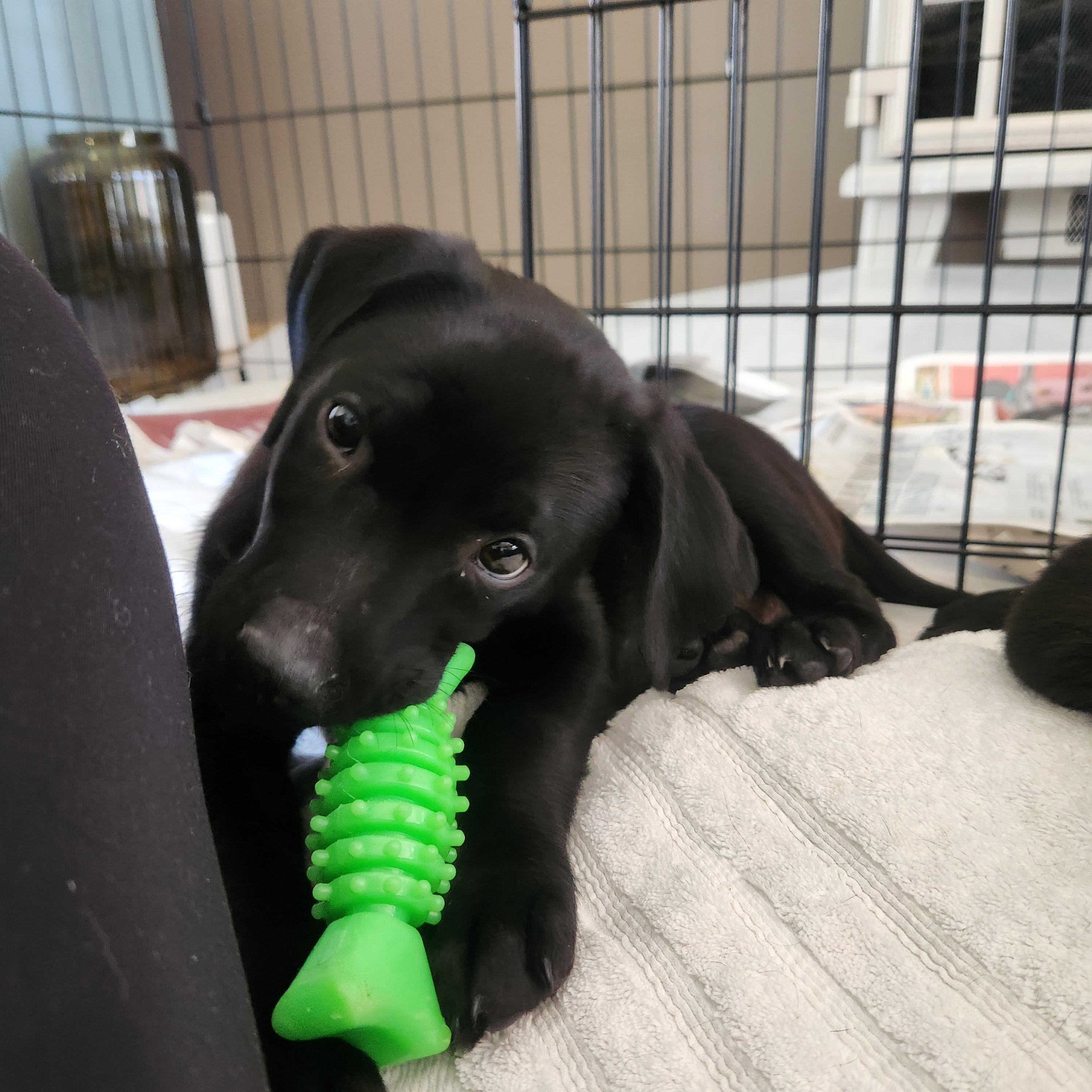 Enlarge Ranger, a ADOPTABLE mixed breed in Minneapolis, MN image 2/5