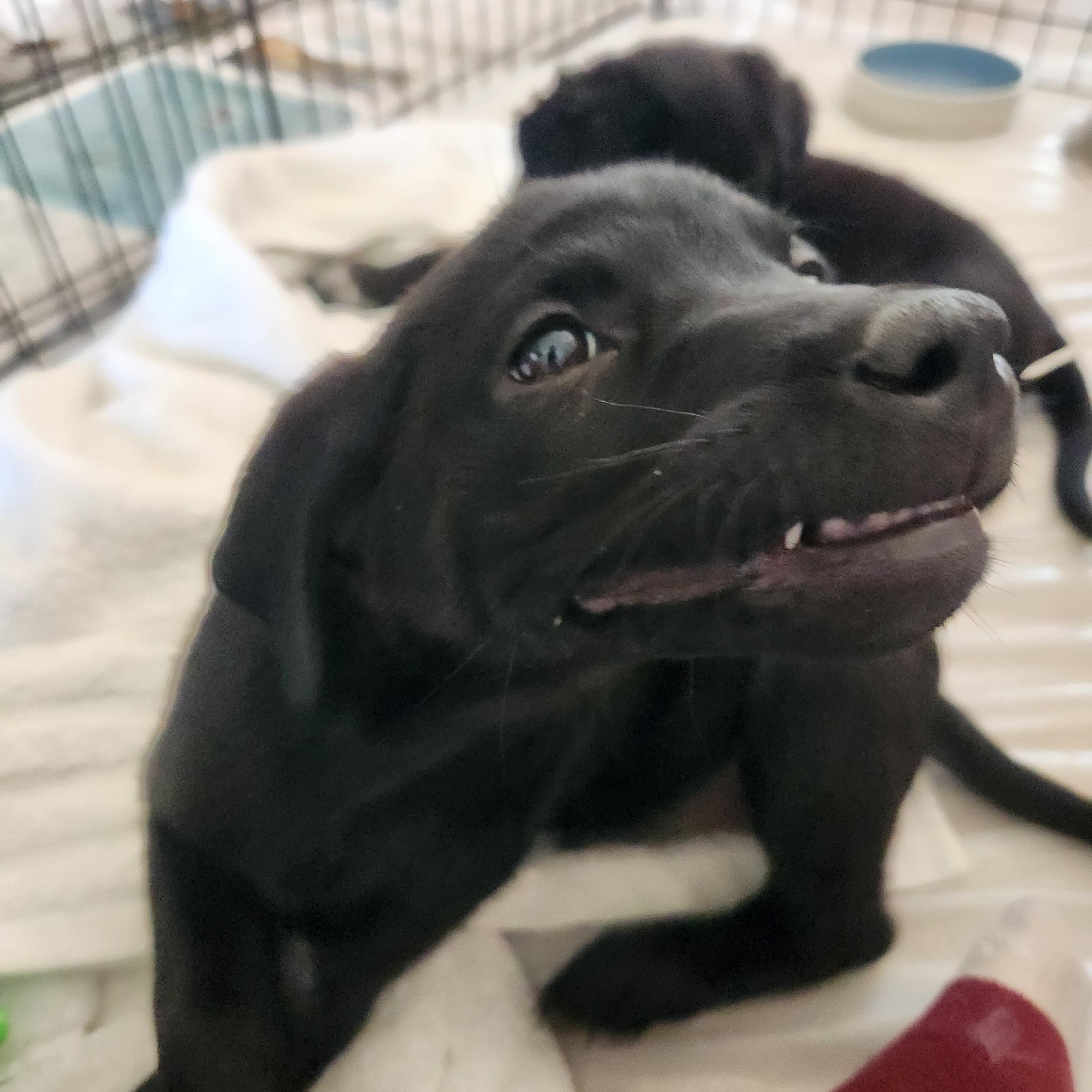 Enlarge Ranger, a ADOPTABLE mixed breed in Minneapolis, MN image 3/5