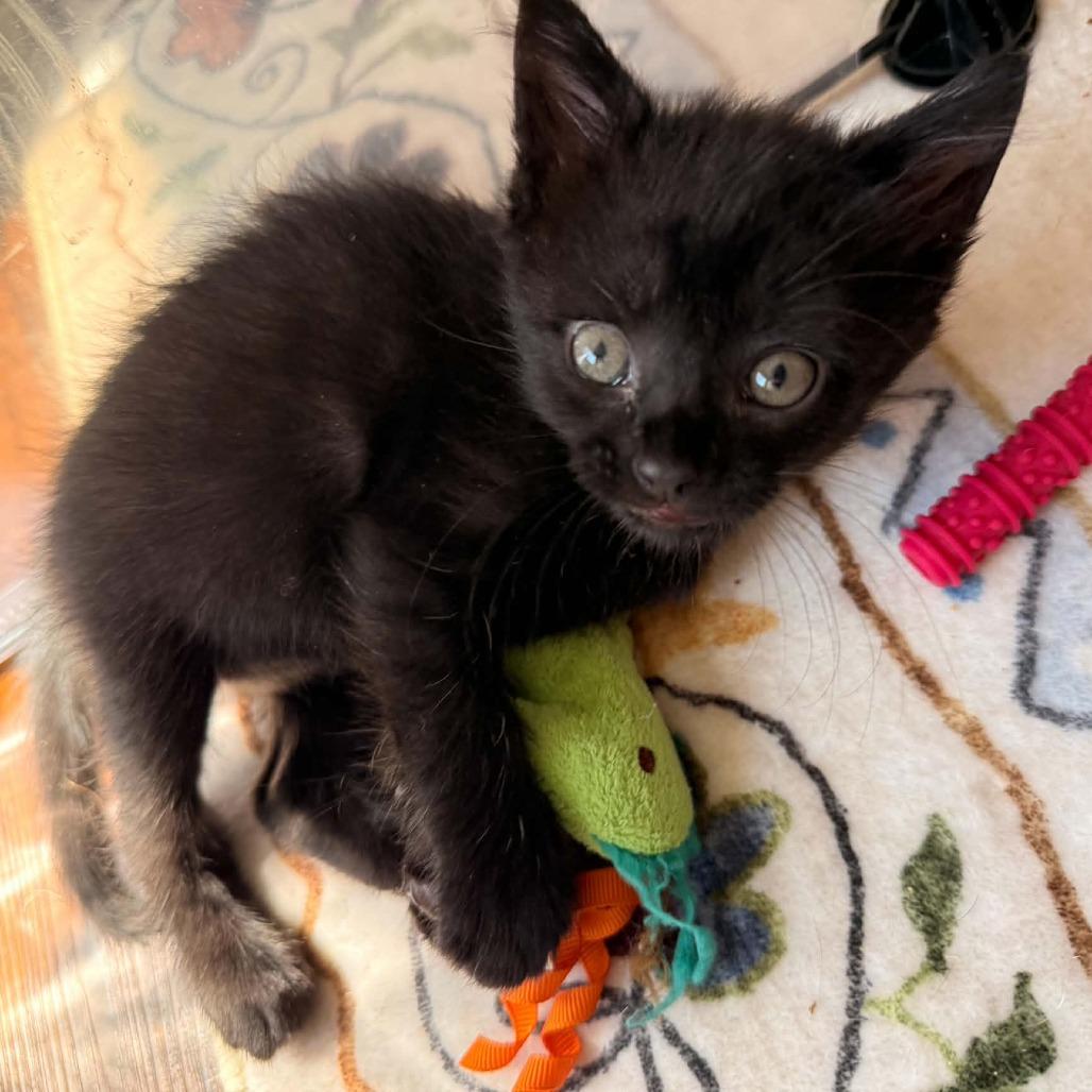 Adorable Latte, Adoptable, Kitten Female Domestic Short Hair.