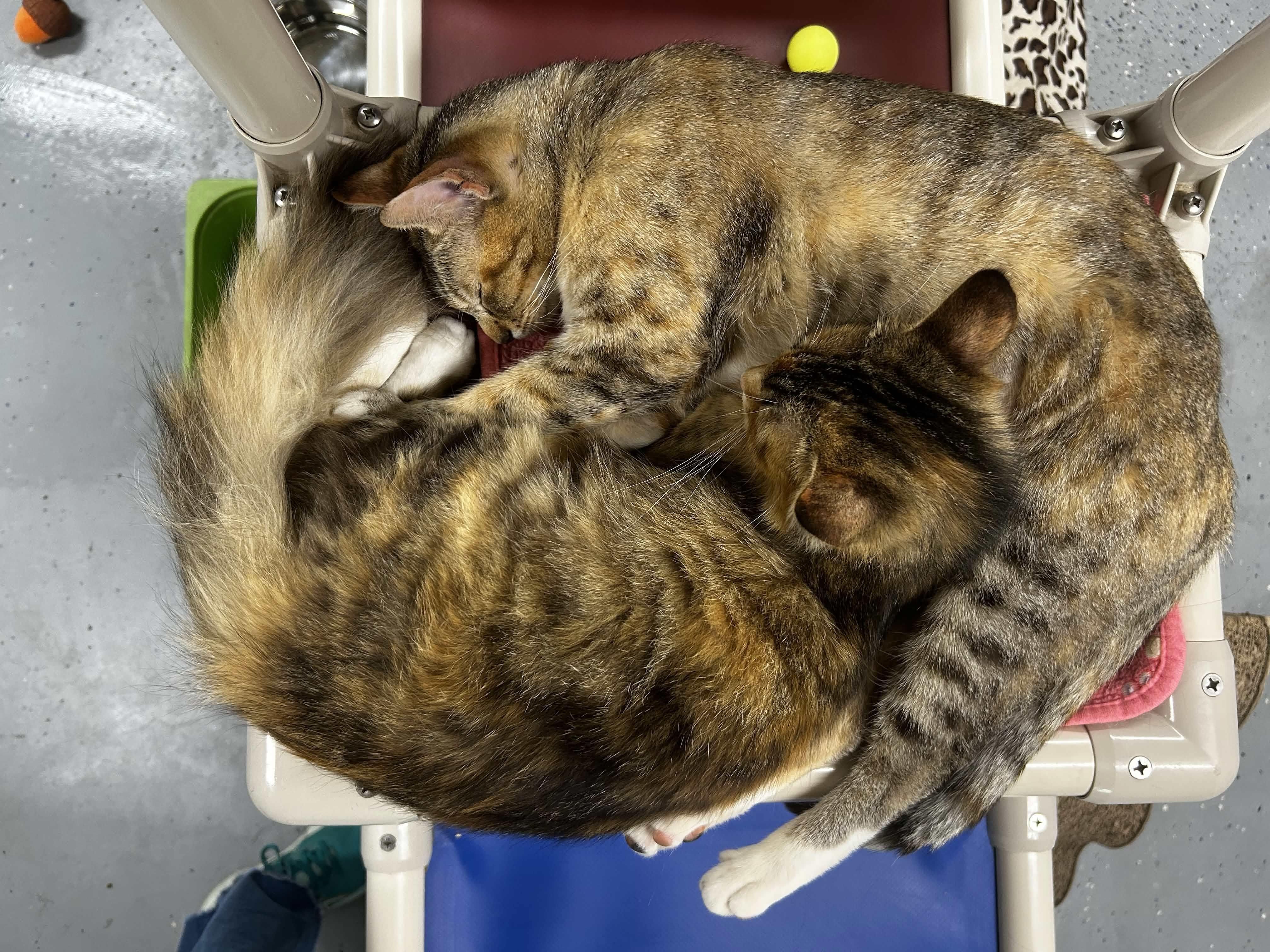 Enlarge Caboodle, an adopted Domestic Medium Hair in San Luis Obispo, CA image 3/6