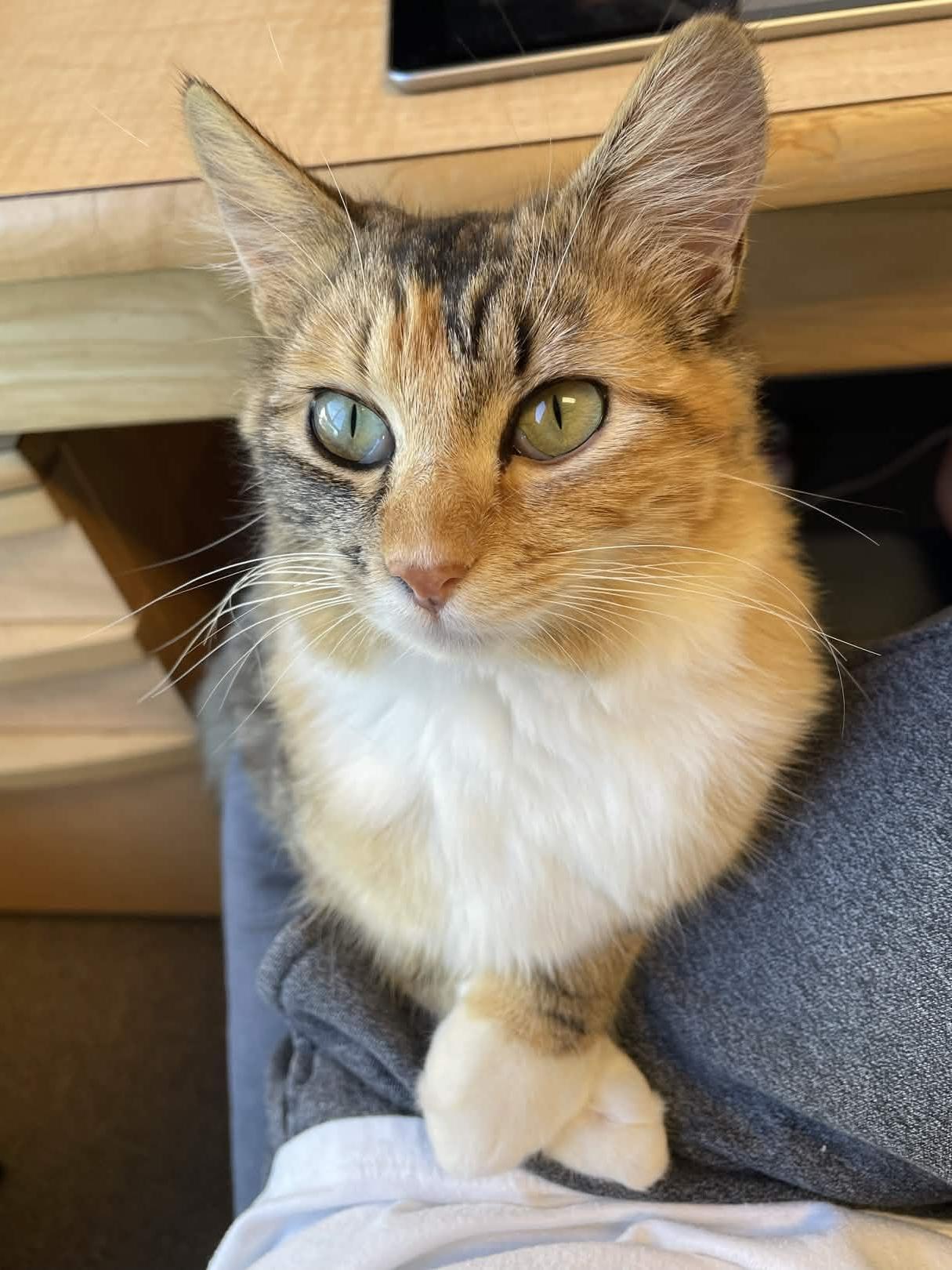 Enlarge Caboodle, a ADOPTABLE Domestic Medium Hair in San Luis Obispo, CA image 3/5