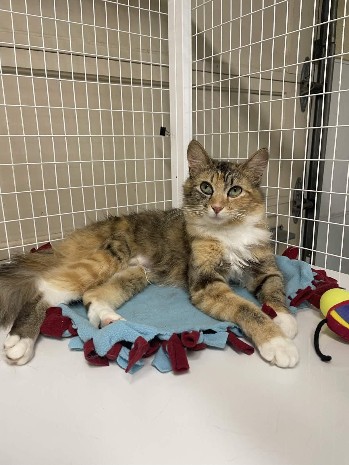 Enlarge Caboodle, a ADOPTABLE Domestic Medium Hair in San Luis Obispo, CA image 1/5