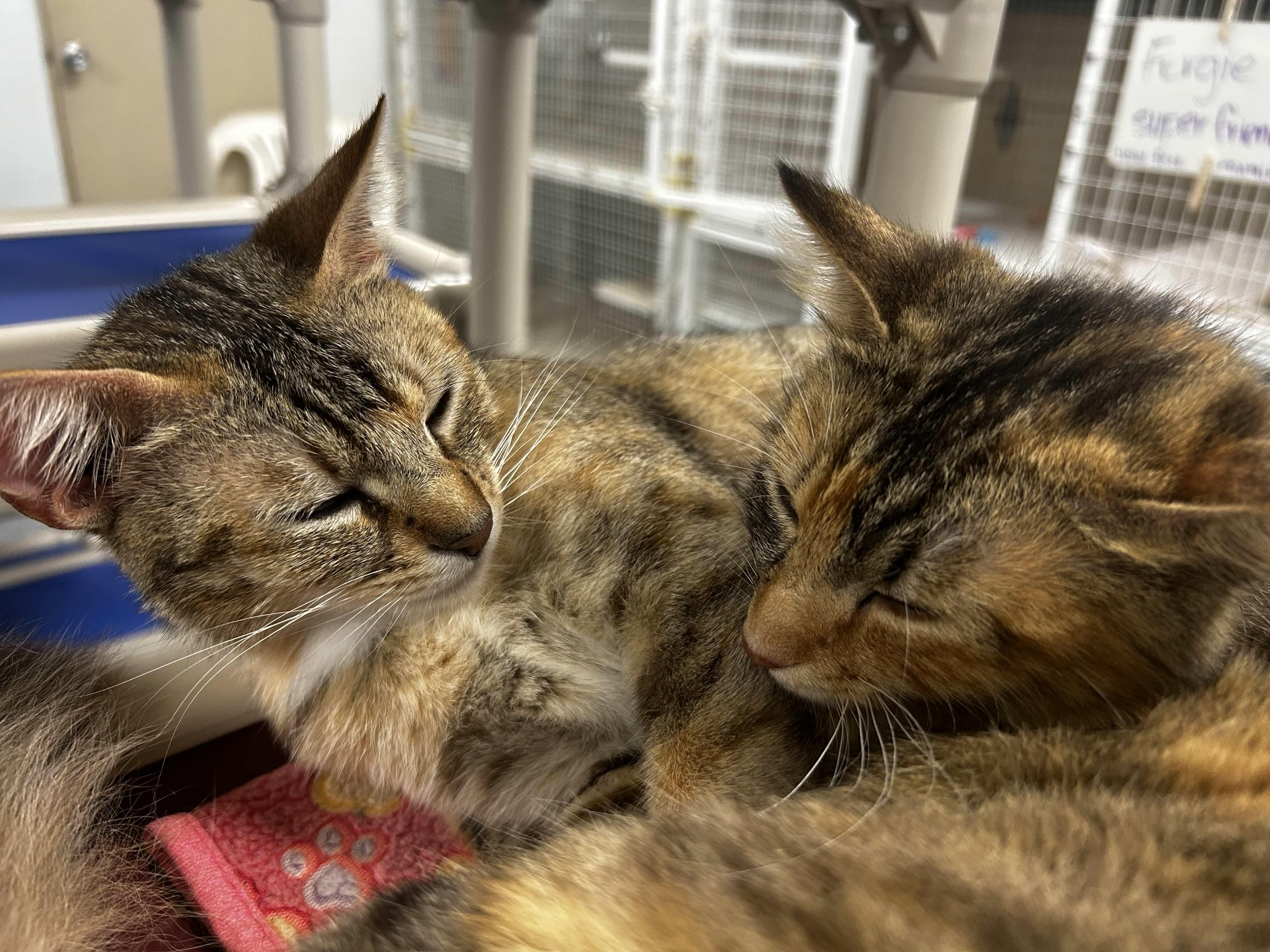 Enlarge Caboodle, an adopted Domestic Medium Hair in San Luis Obispo, CA image 5/6