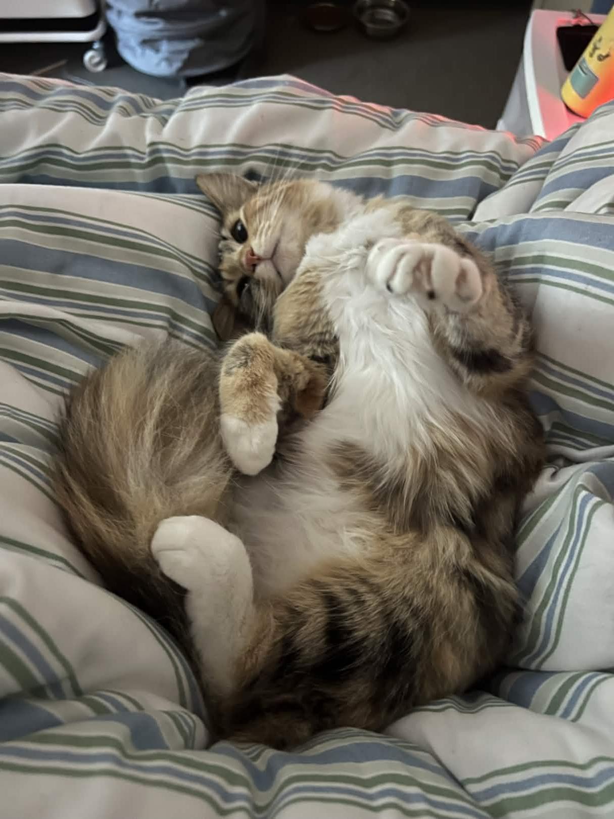 Enlarge Caboodle, a ADOPTABLE Domestic Medium Hair in San Luis Obispo, CA image 2/5