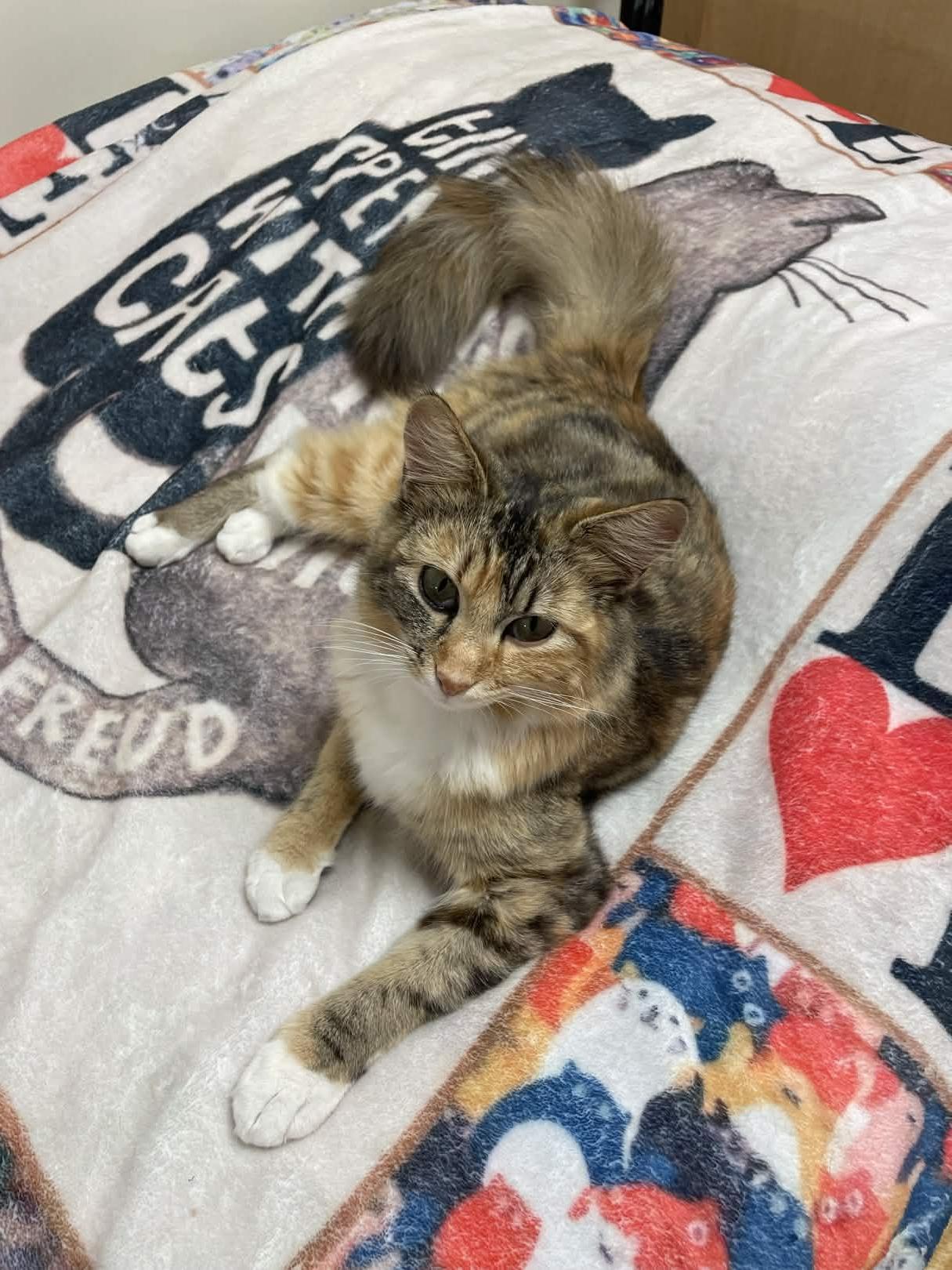 Enlarge Caboodle, a ADOPTABLE Domestic Medium Hair in San Luis Obispo, CA image 5/5