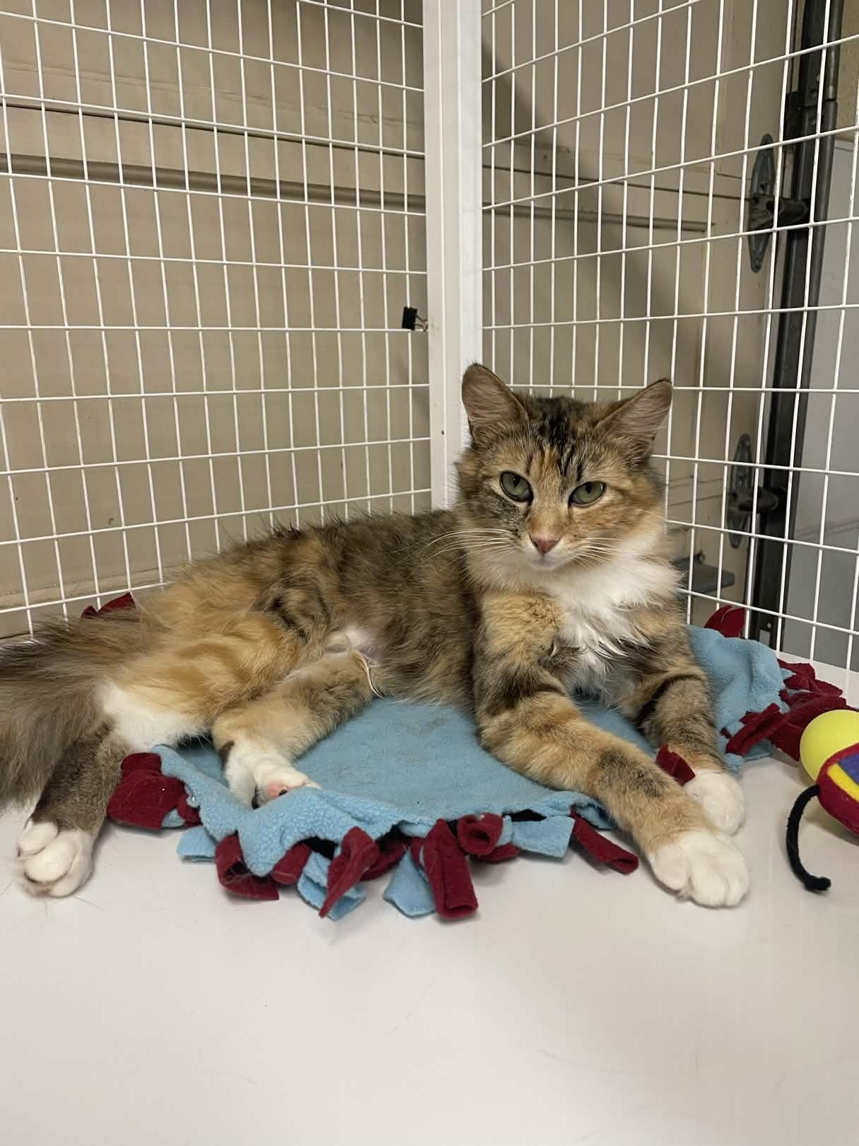 Enlarge Caboodle, a ADOPTABLE Domestic Medium Hair in San Luis Obispo, CA image 4/5