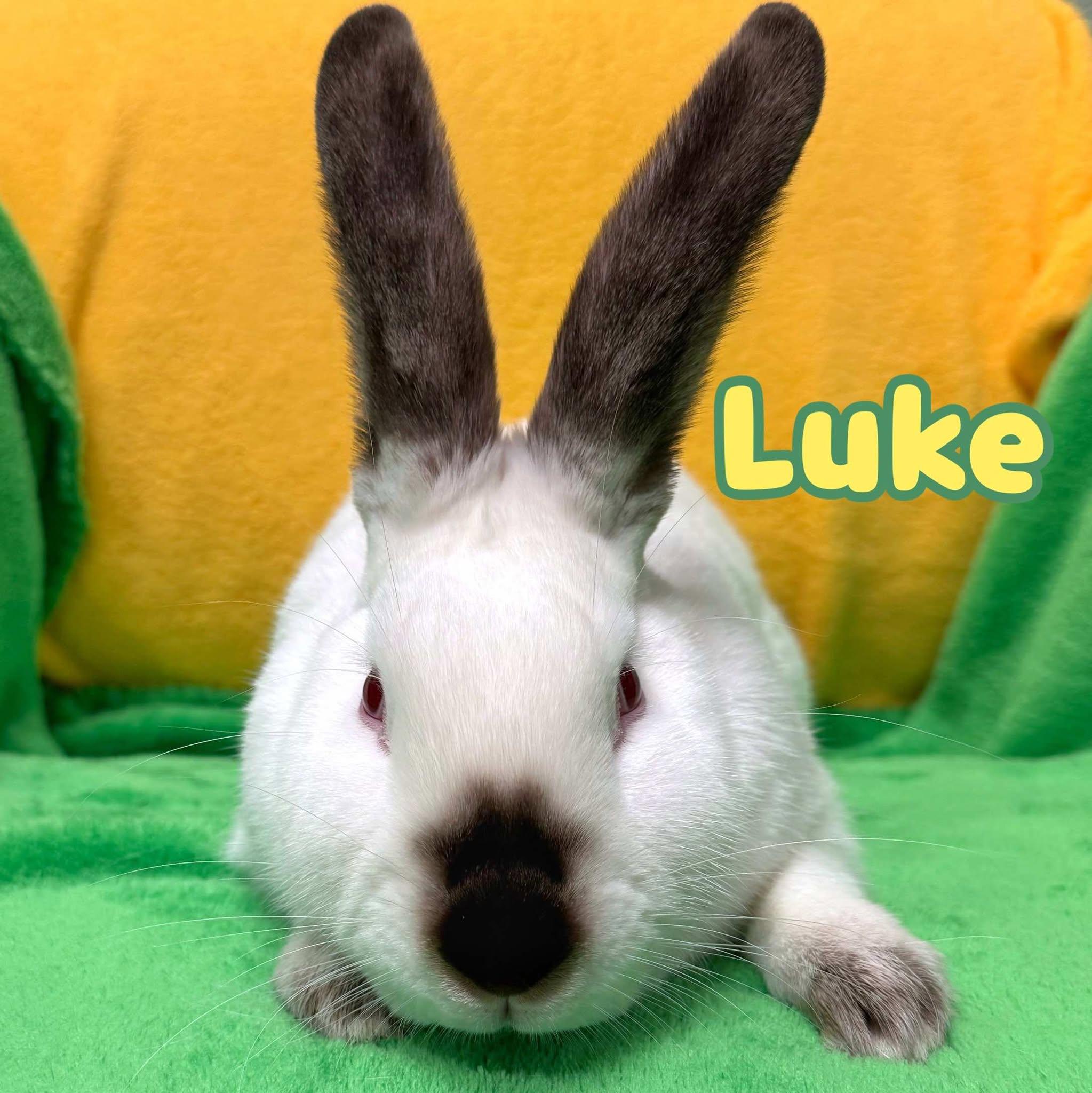 Luke, Baby Male Californian
