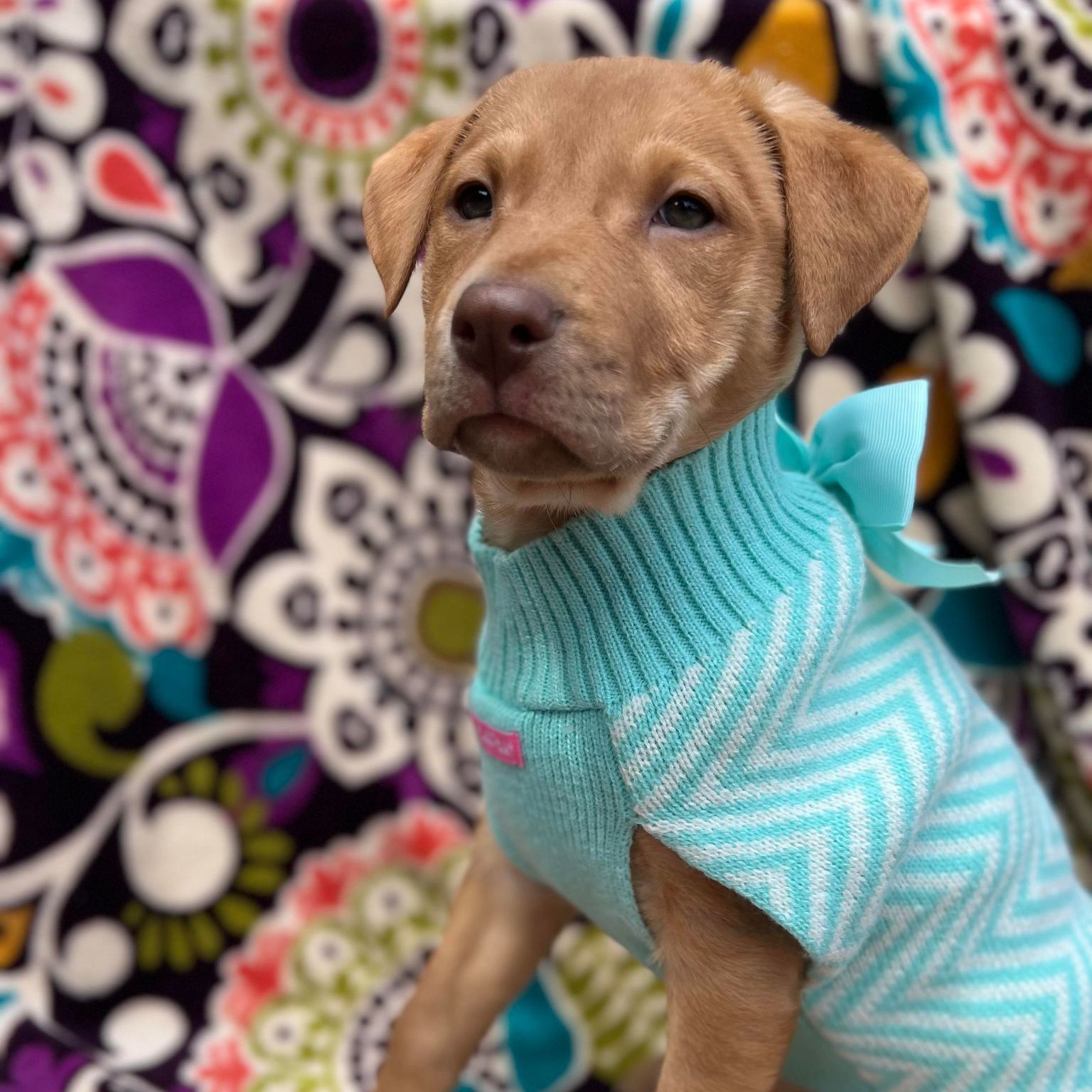 Chloe, Adoptable, Puppy Female Pit Bull Terrier.