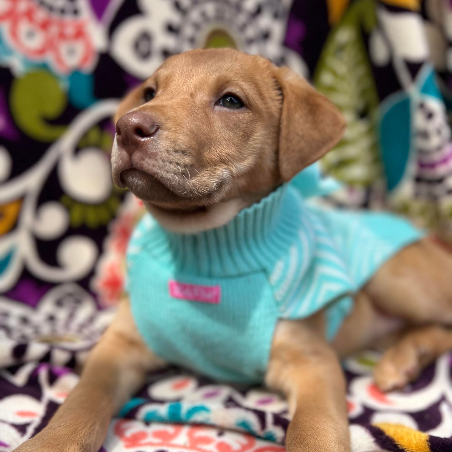 Chloe, a Adoptable mixed breed in Wills Point, TX image 2/10