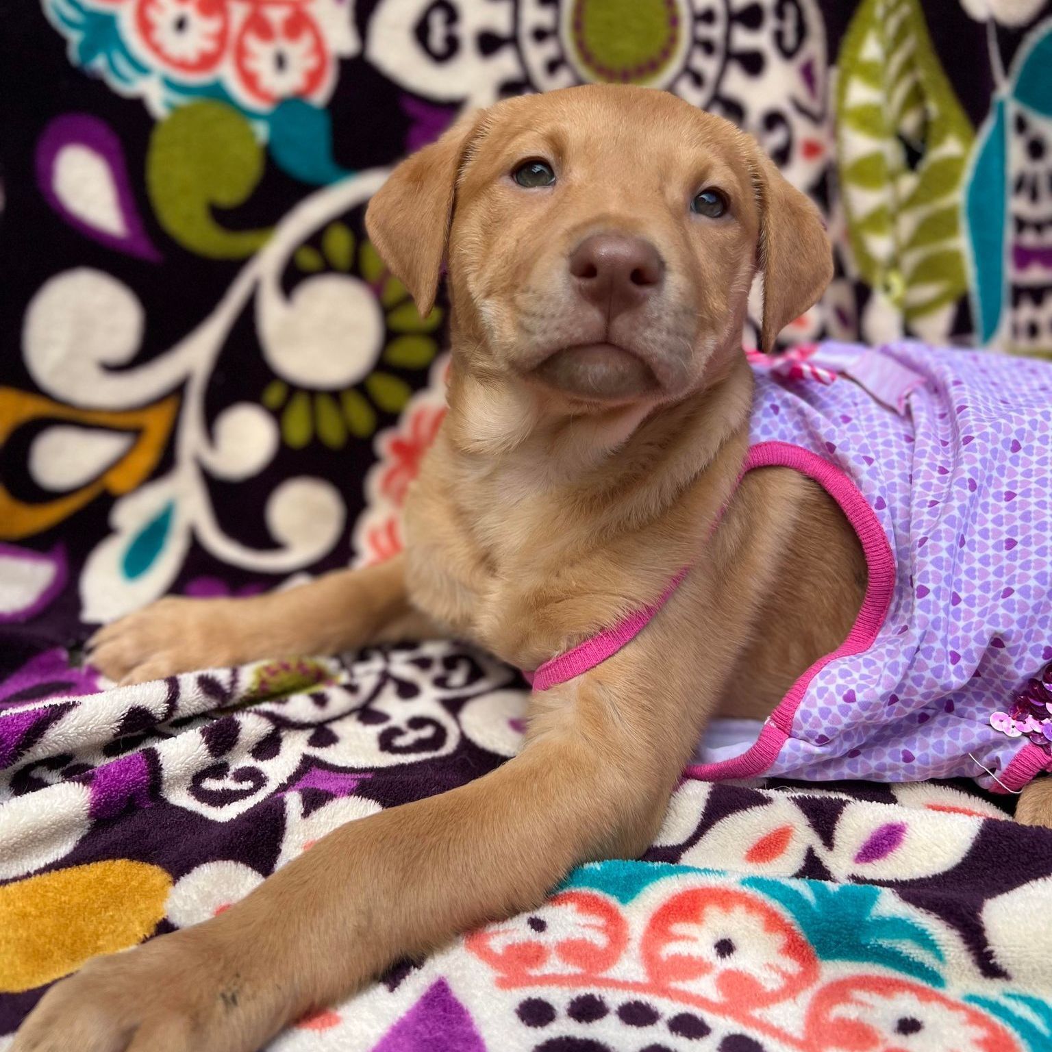 Chloe, a Adoptable mixed breed in Wills Point, TX image 3/10