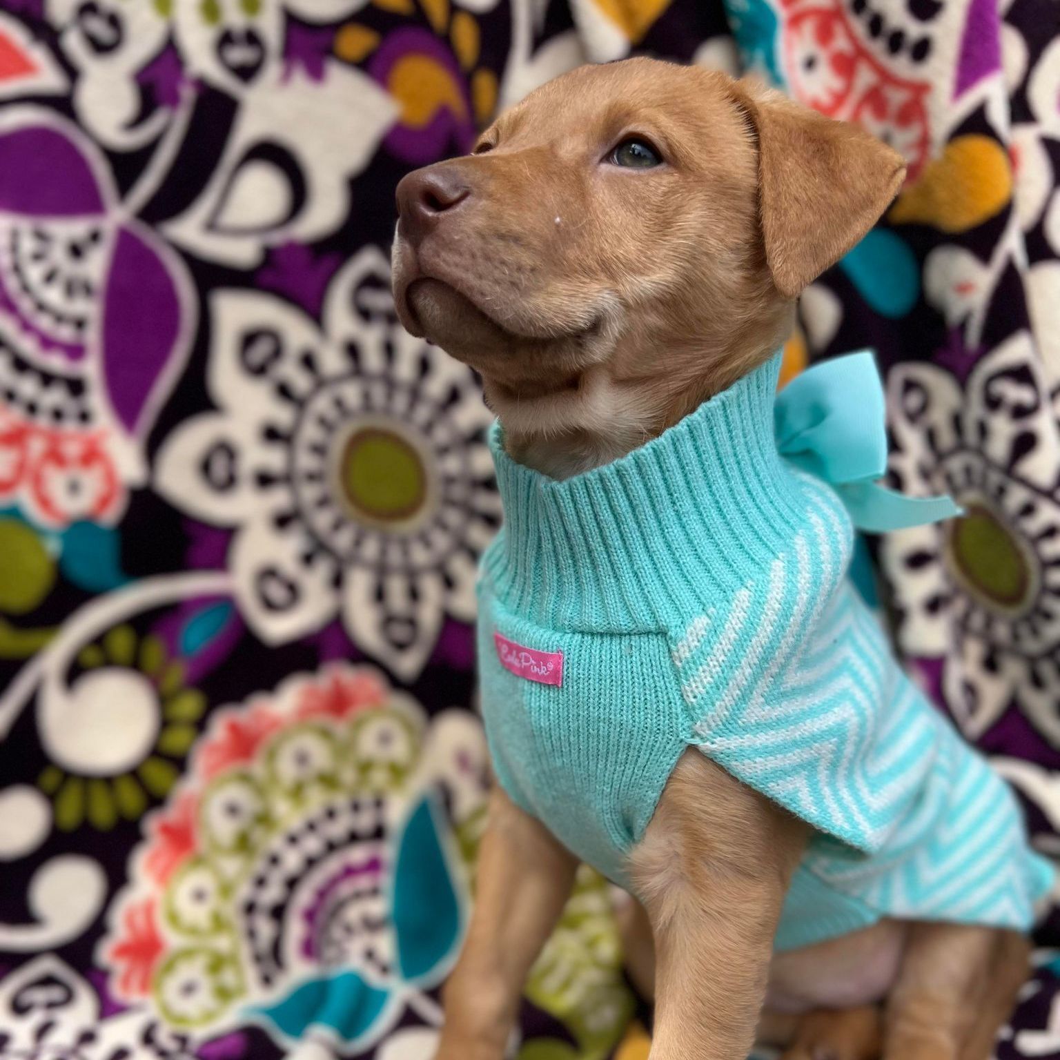 Chloe, a Adoptable mixed breed in Wills Point, TX image 4/10