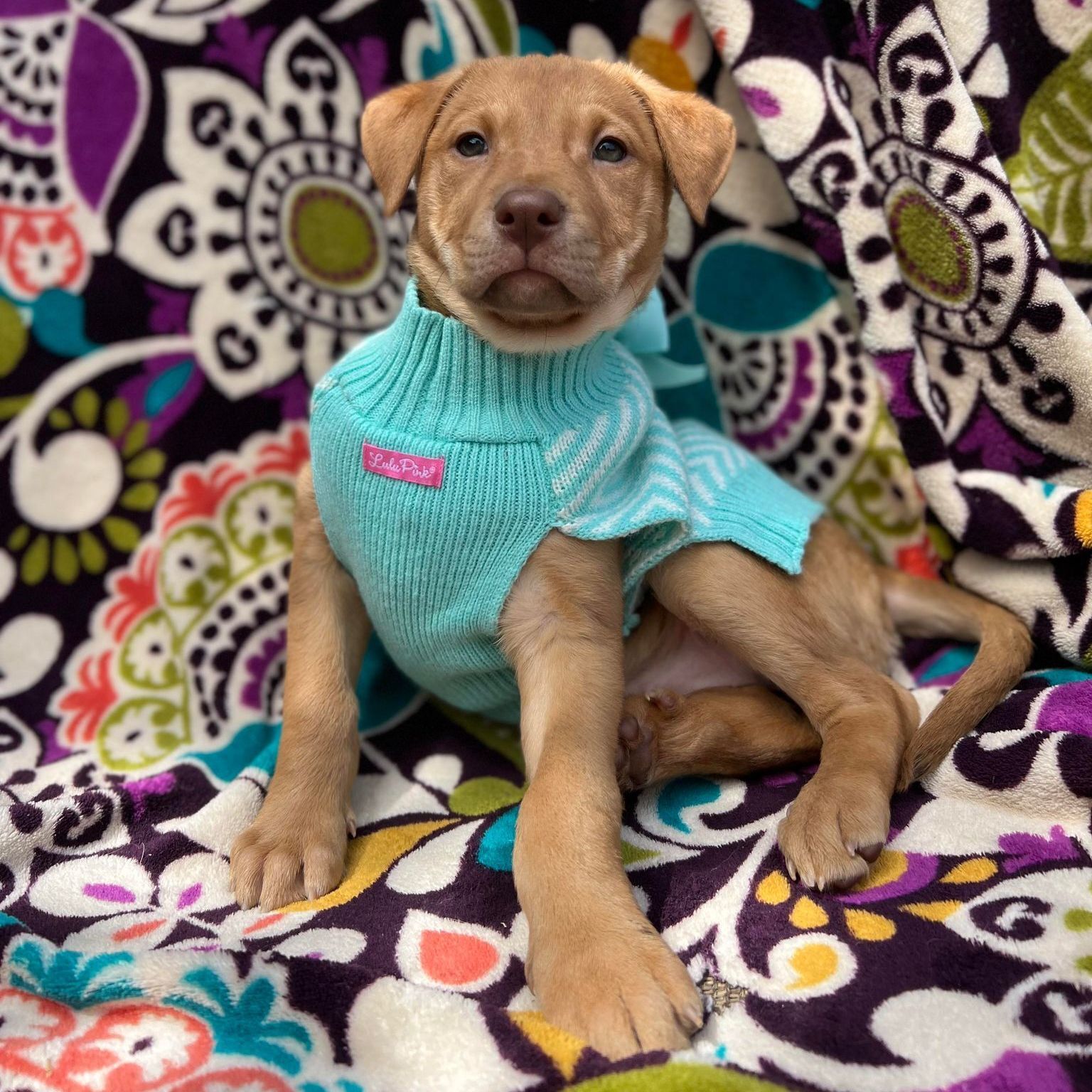 Chloe, a Adoptable mixed breed in Wills Point, TX image 5/10