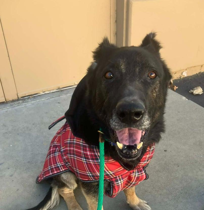 Enlarge Dax, a Adoptable German Shepherd Dog in Vancouver, WA image 2/2