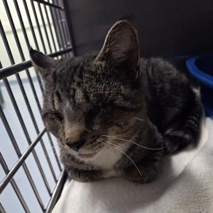 Enlarge Buddy, an adopted Domestic Short Hair in Worcester, MA image 1/1